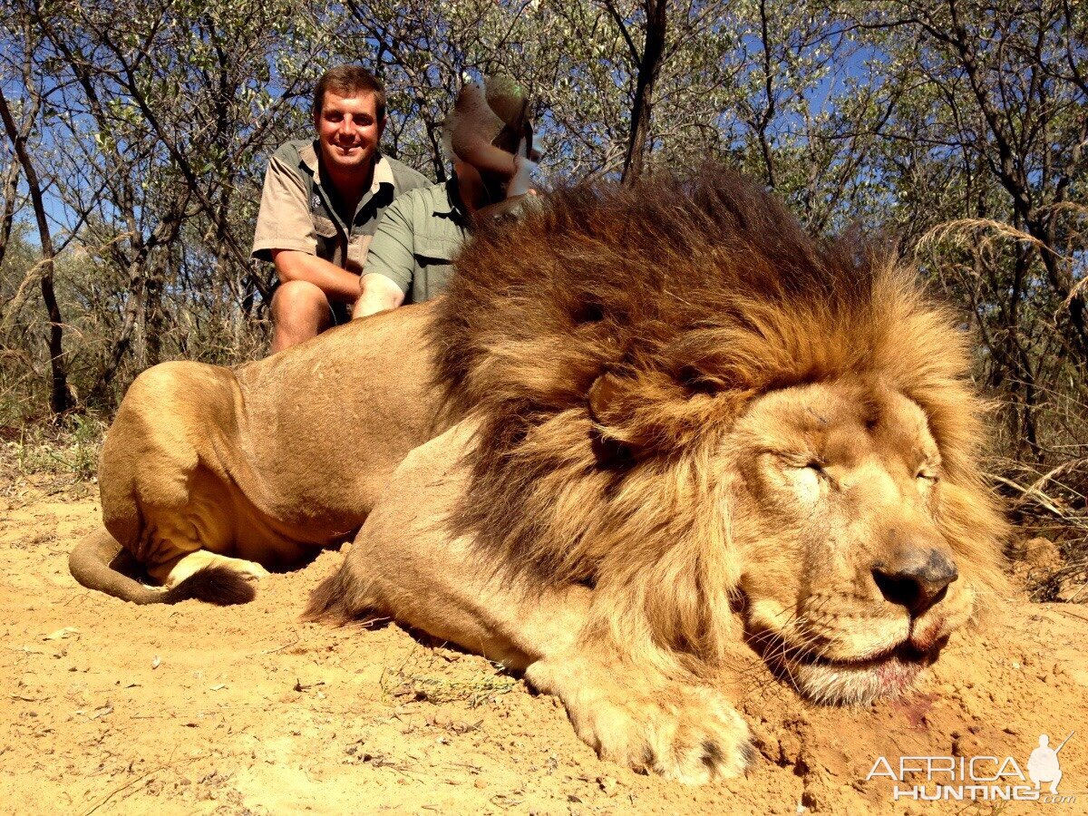 Lion Hunting South Africa | AfricaHunting.com