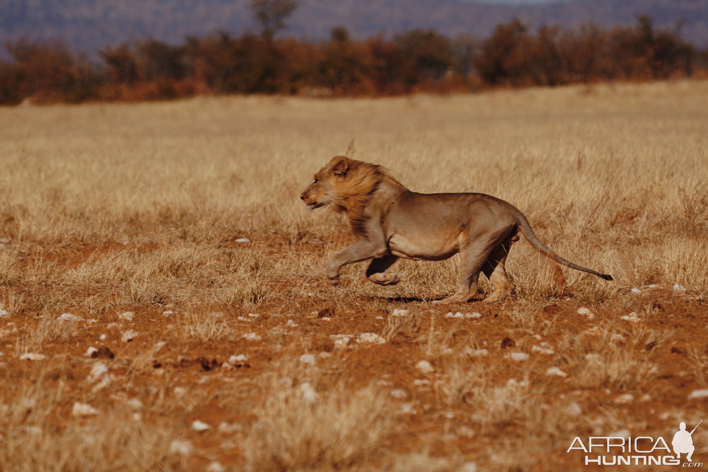 Lion in Etosha National Park Namibia