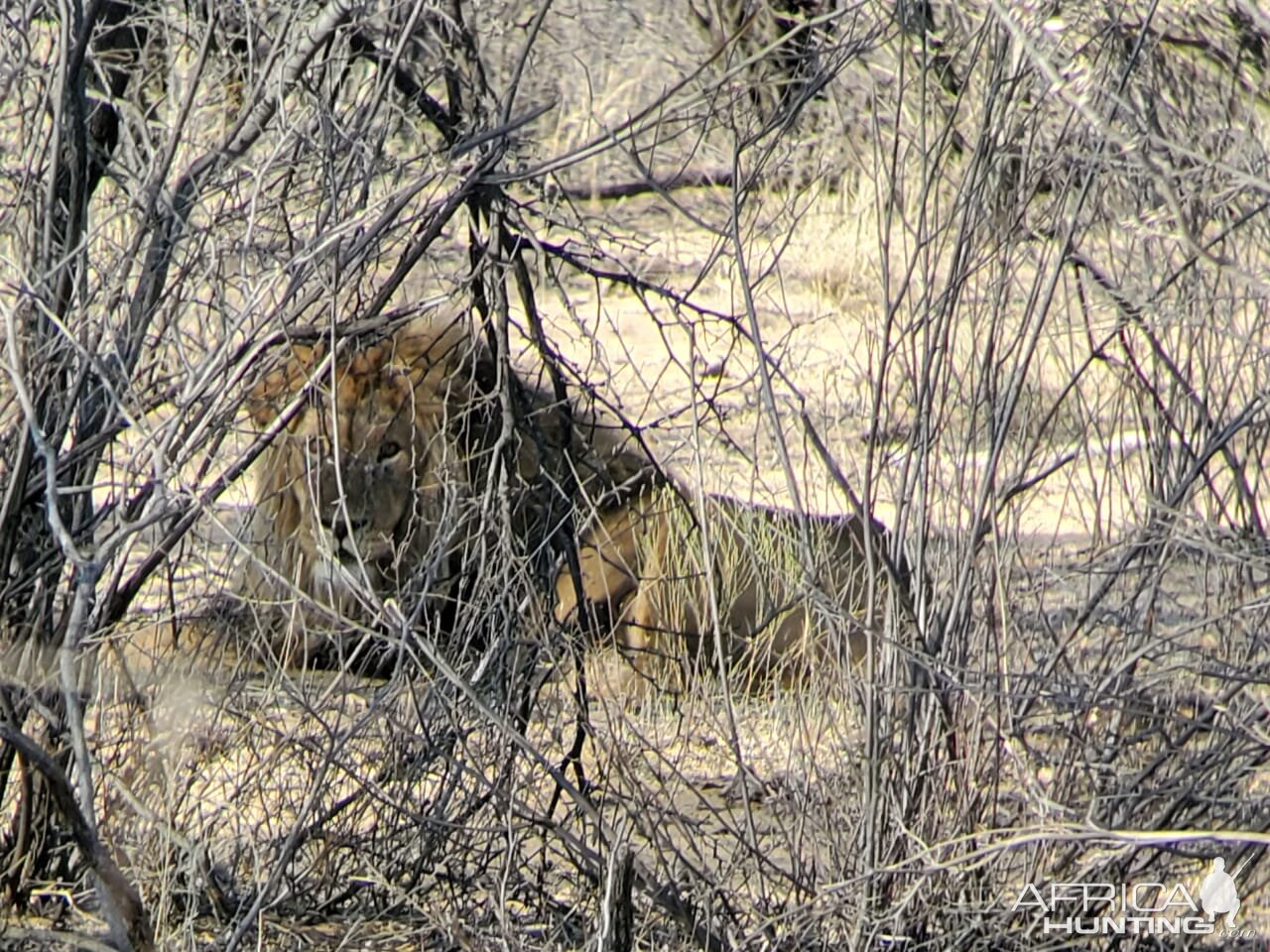 Lion in South Africa