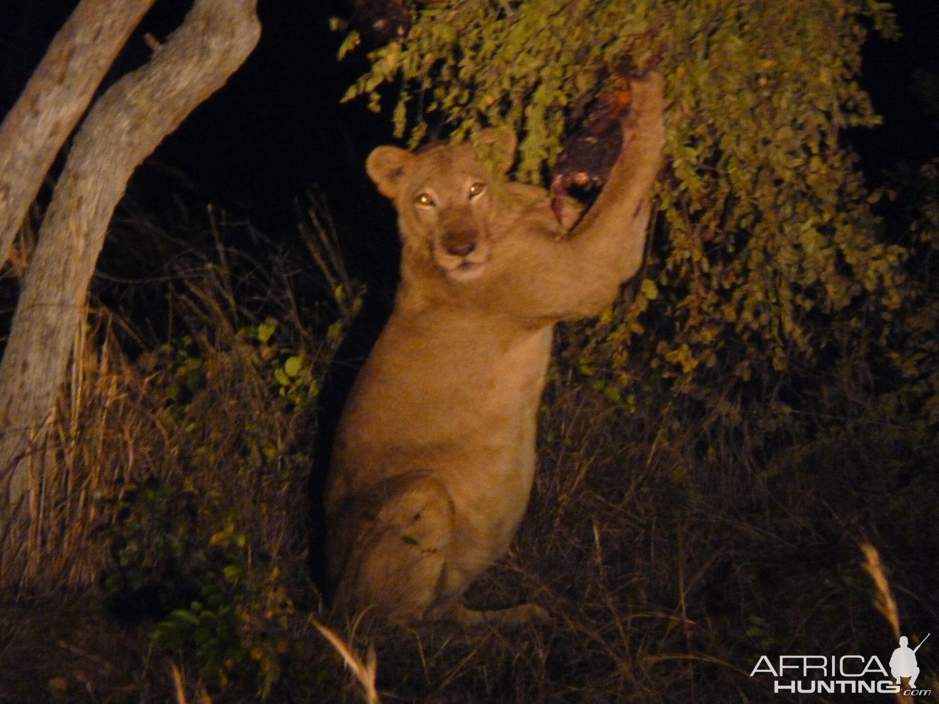 Lion in Tanzania