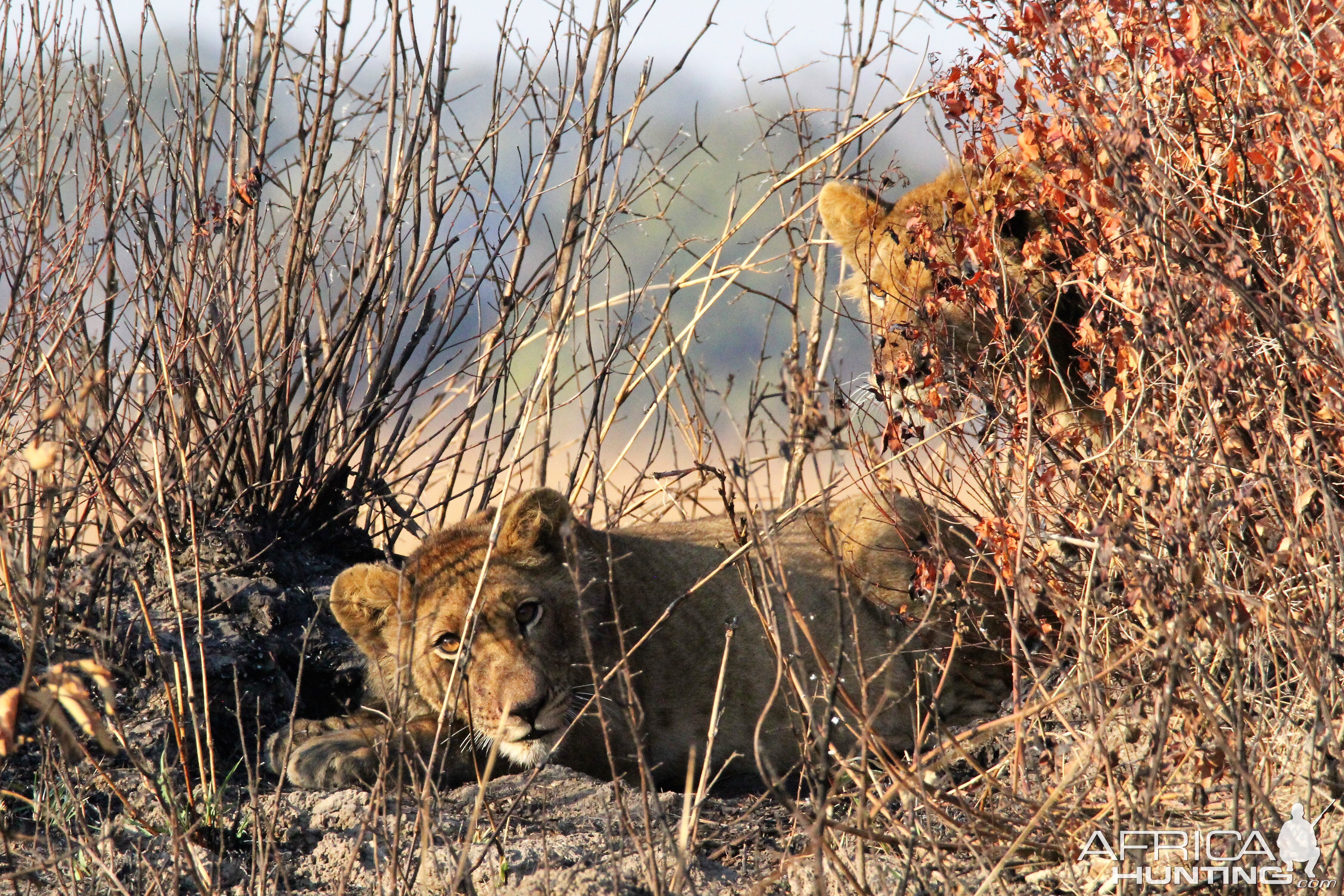 Lion in Zambia