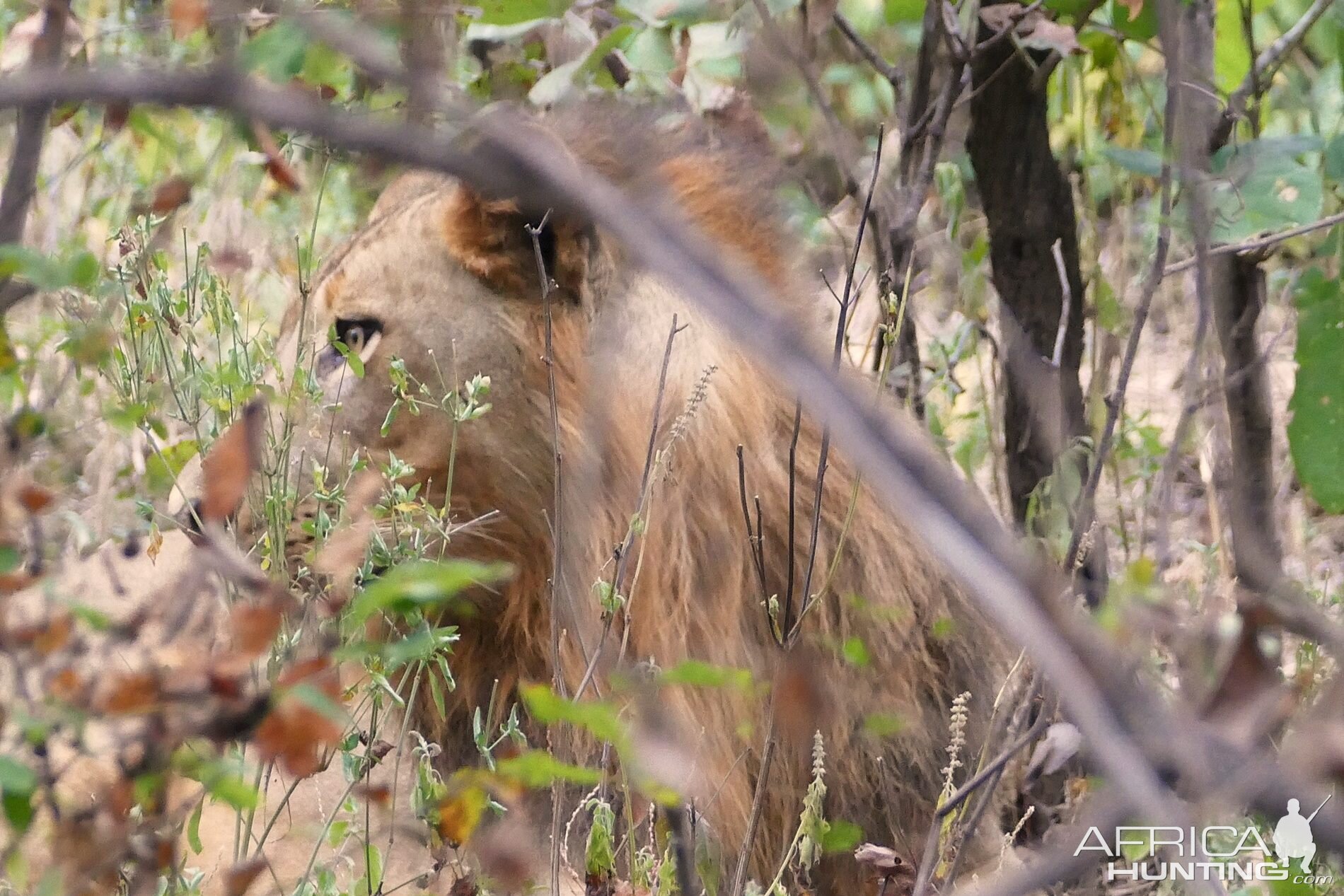 Lion in Zambia