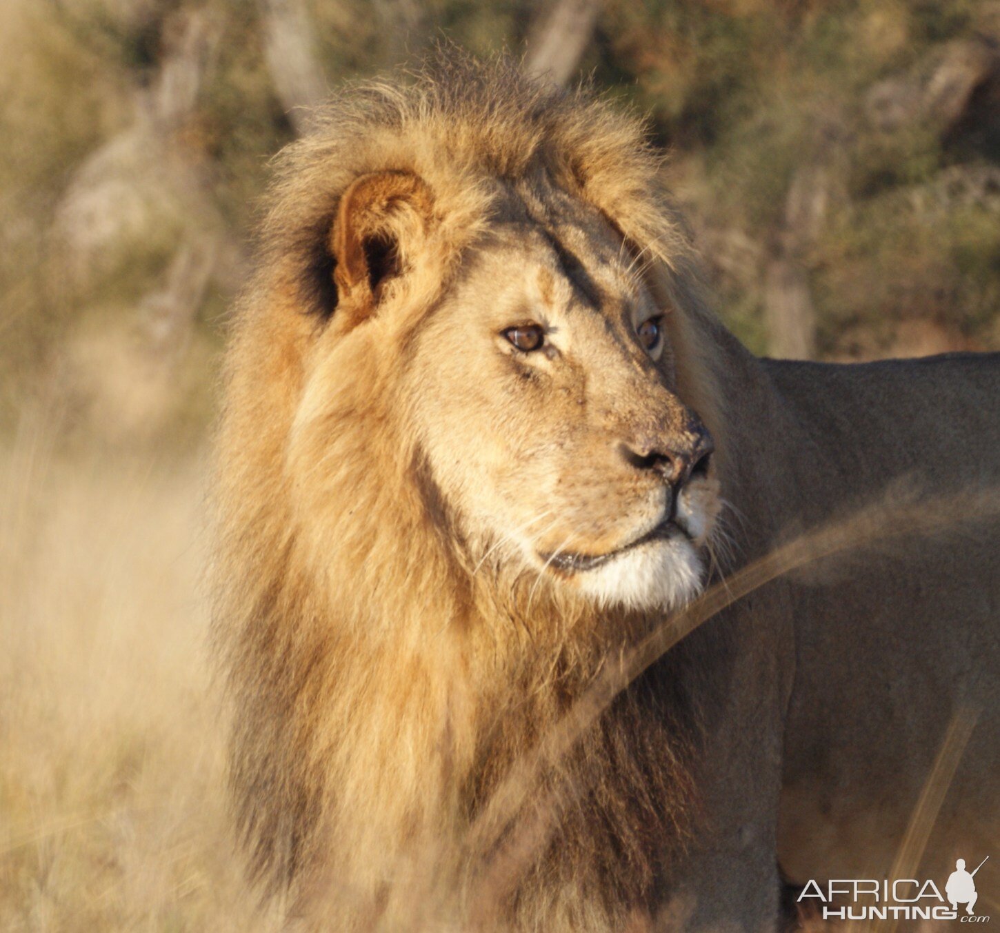 Lion in Zimbabwe