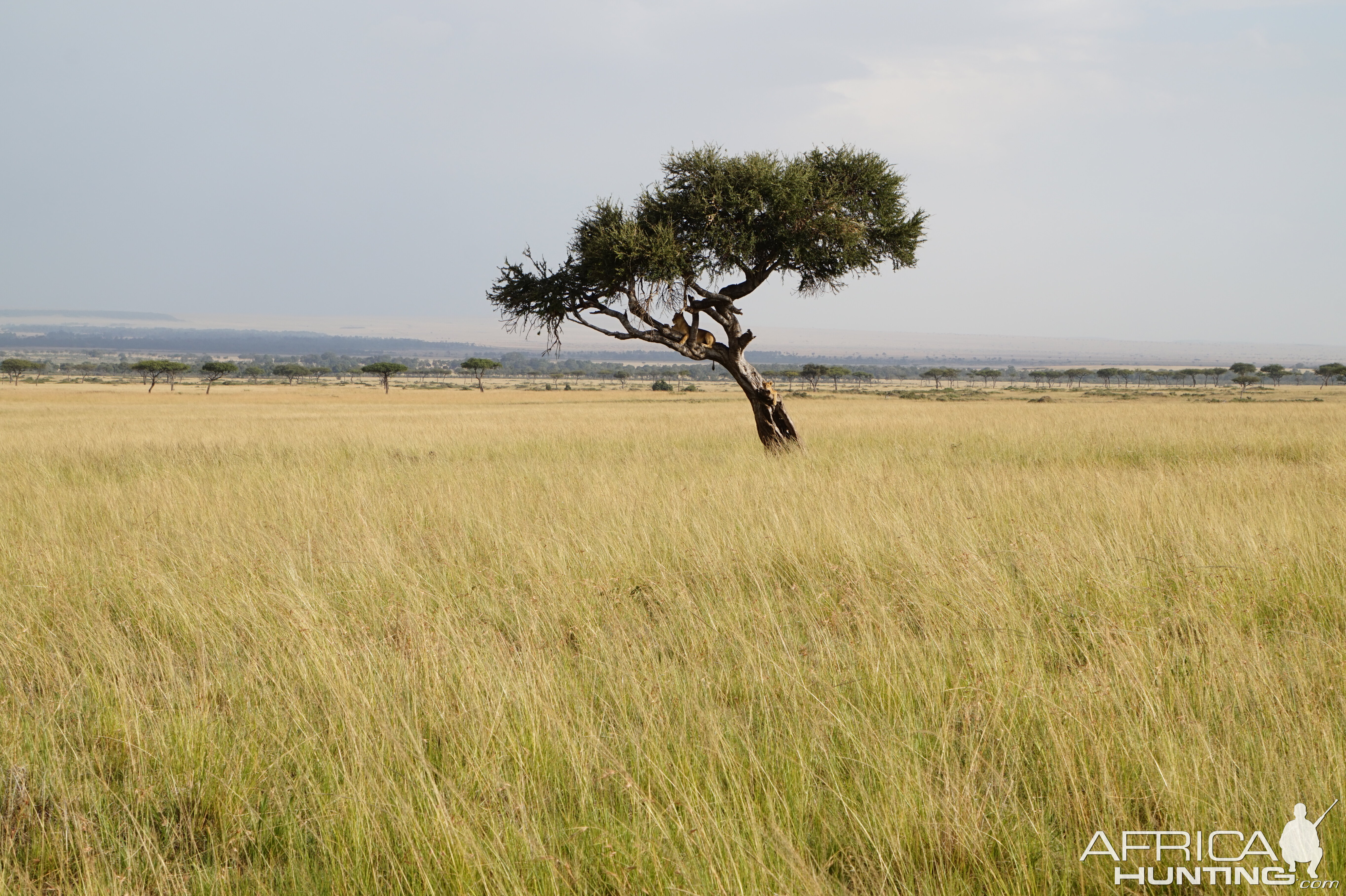 Lion Kenya Maasai Mara