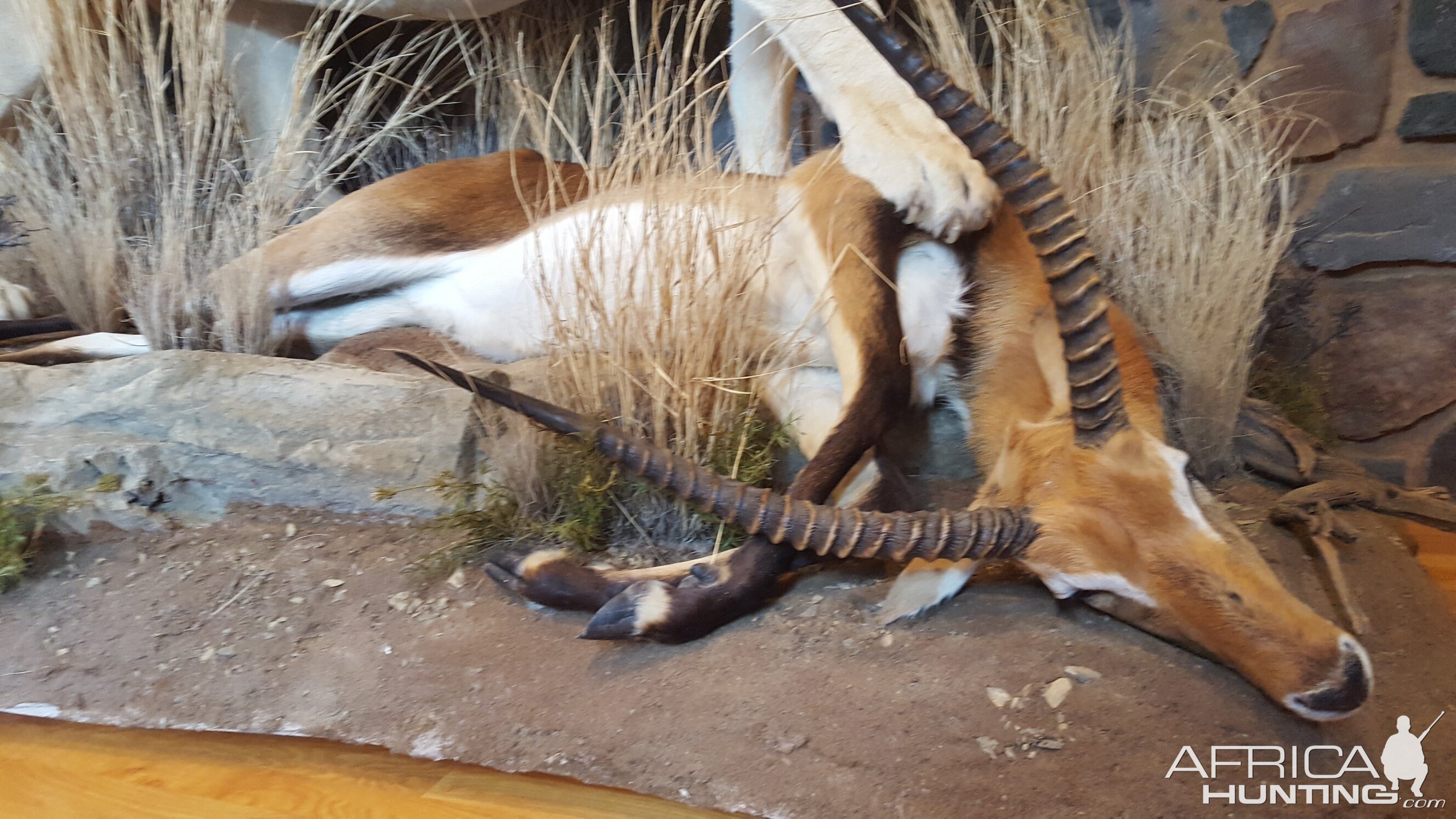 Lion & Lechwe Full Mount Taxidermy