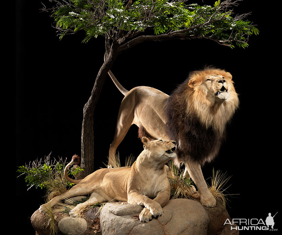 Lion & Lioness Full Mount Taxidermy