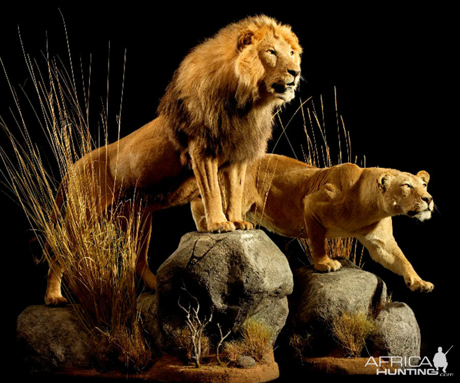 Lion & Lioness Full Mount Taxidermy