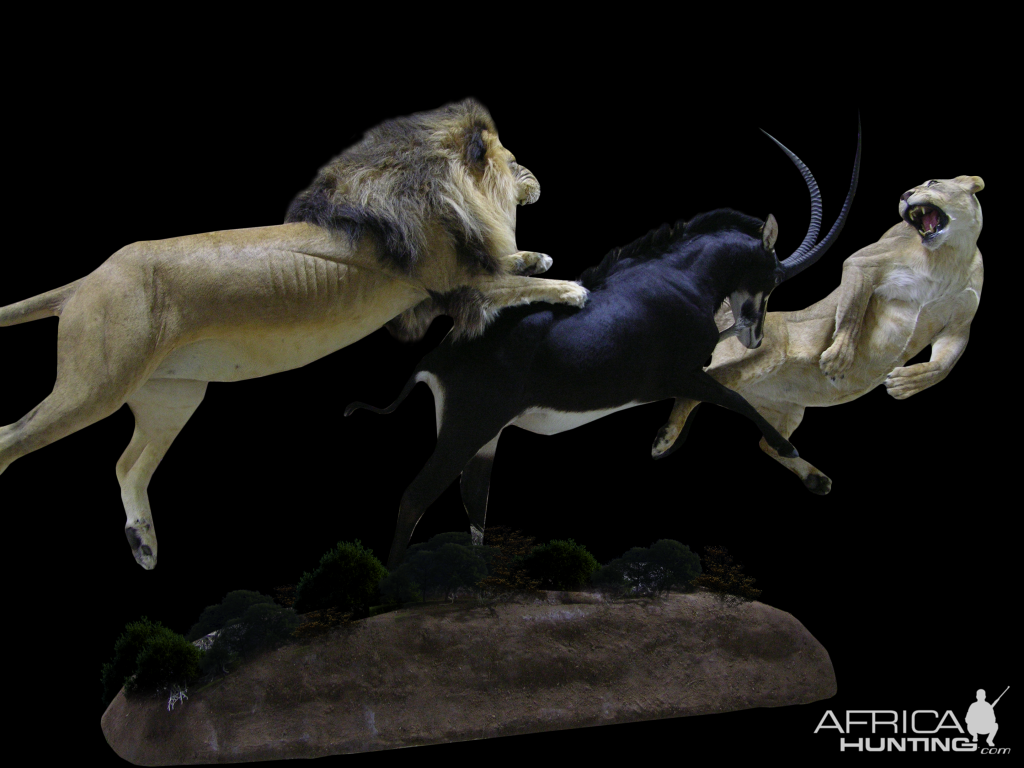 Lion, Lioness & Sable Full Mount Taxidermy Action Scene