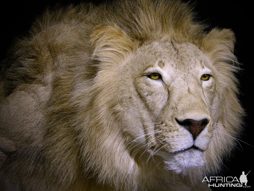 Lion Mount Taxidermy