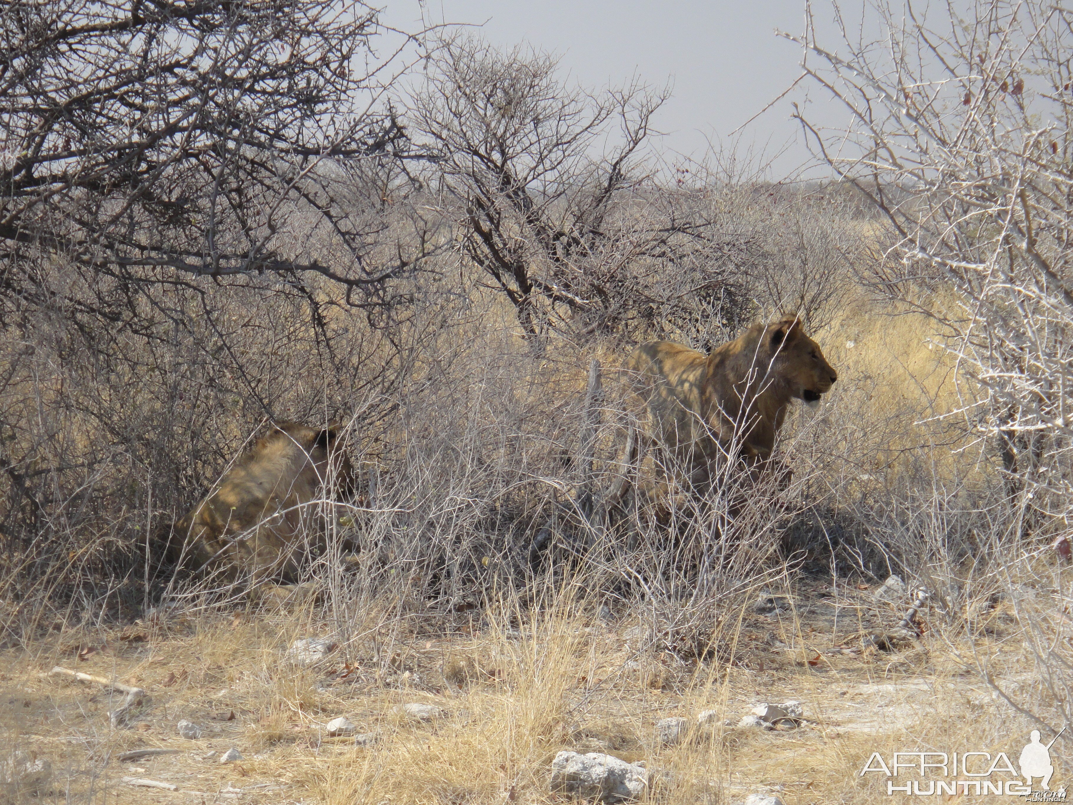 Lion Namibia