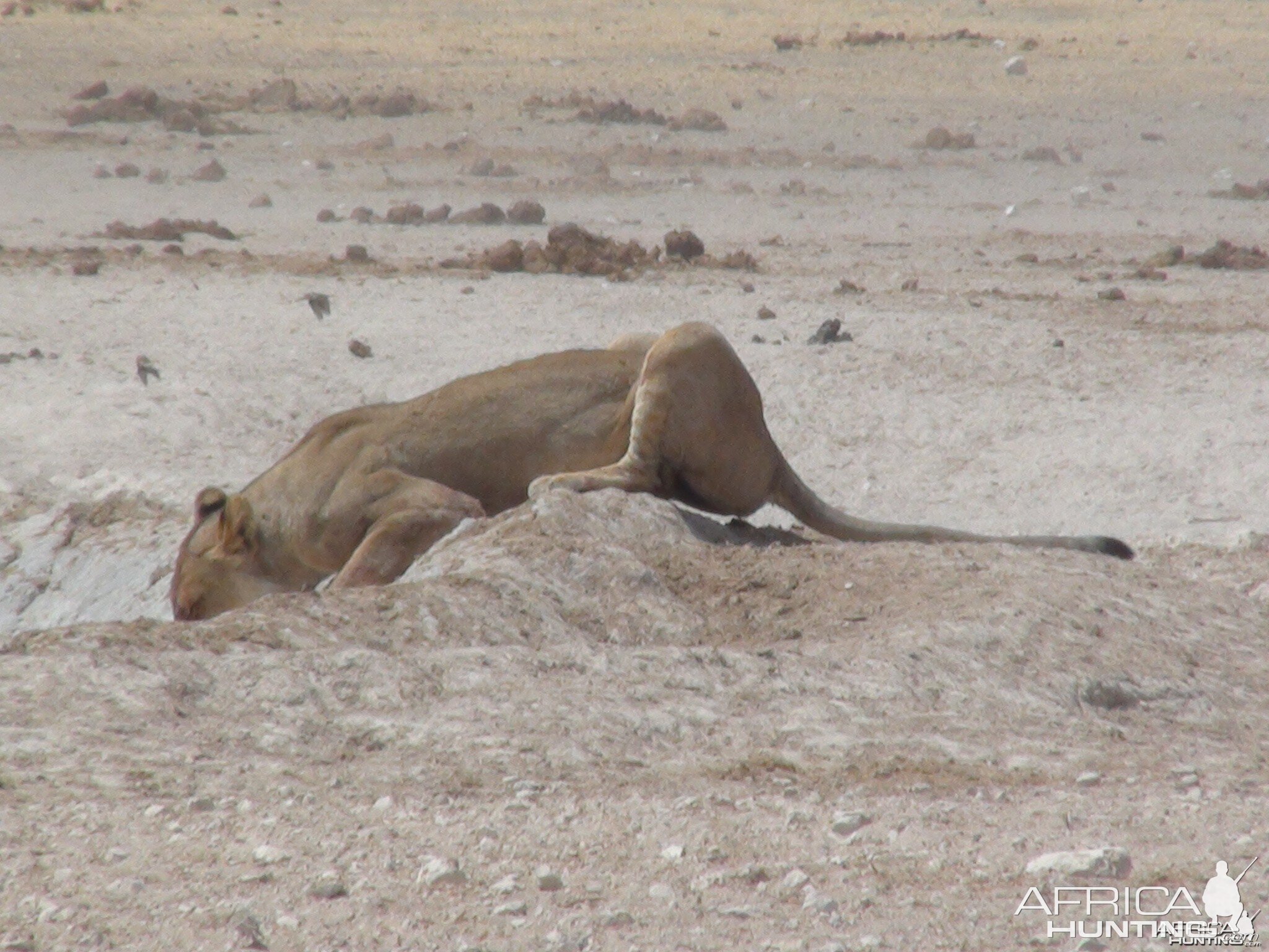 Lion Namibia