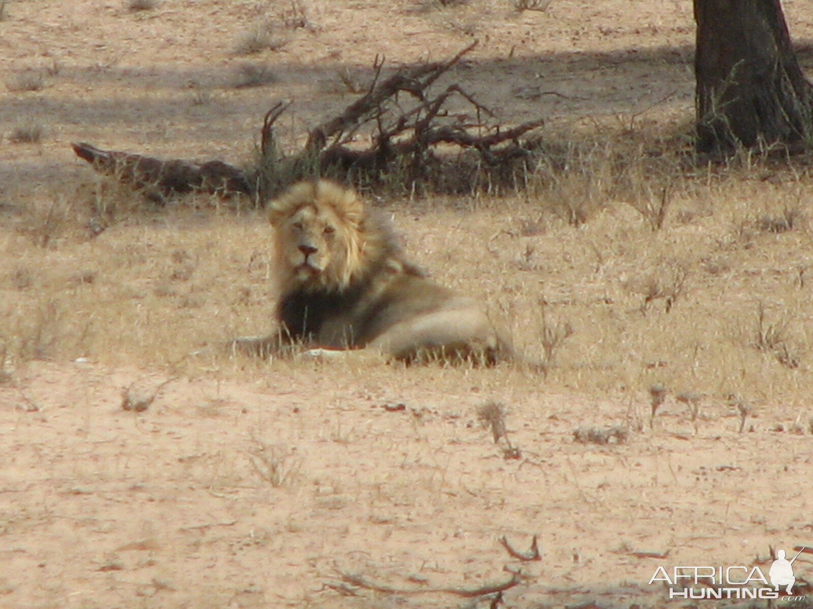 Lion Namibia