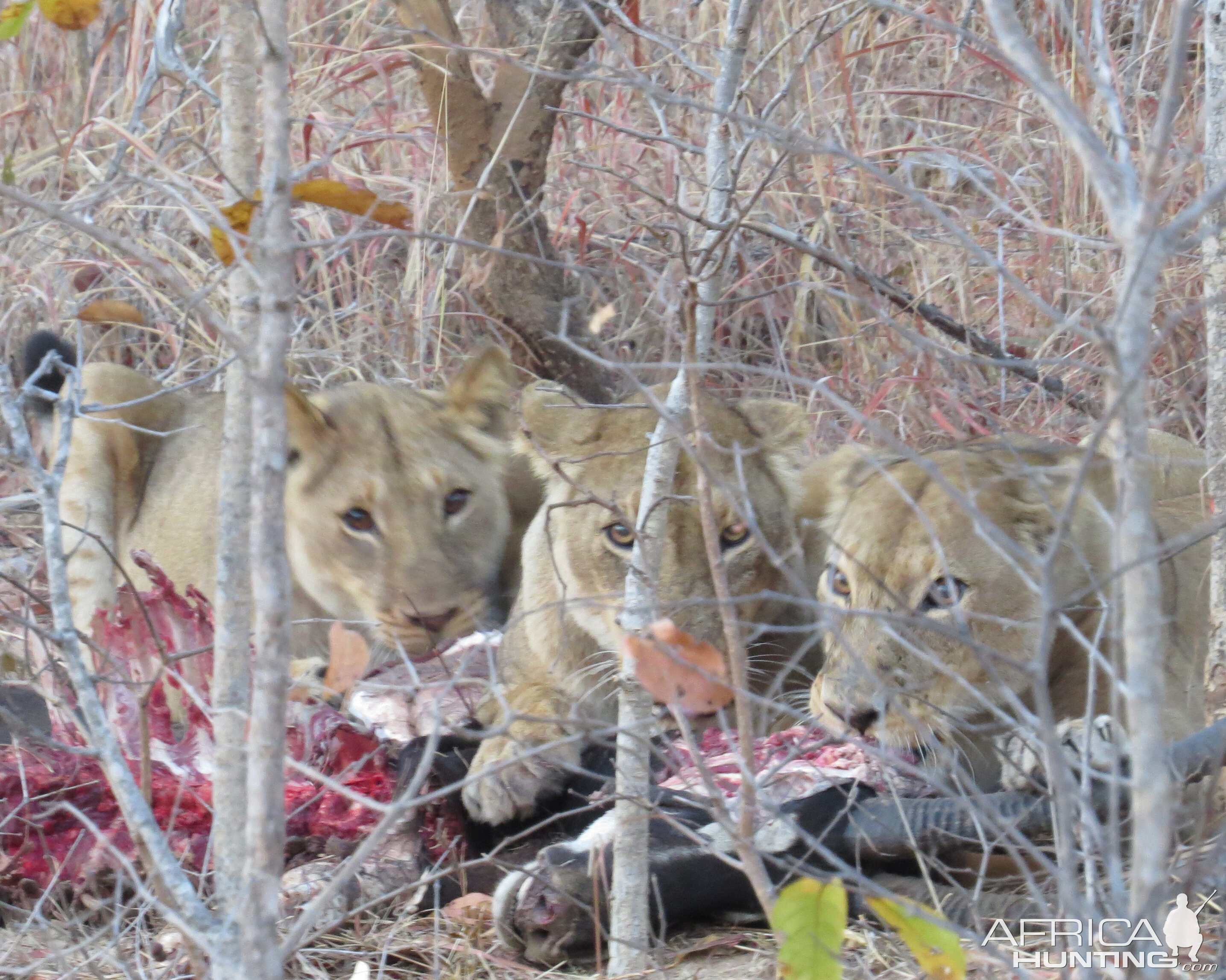 Lion on Sable