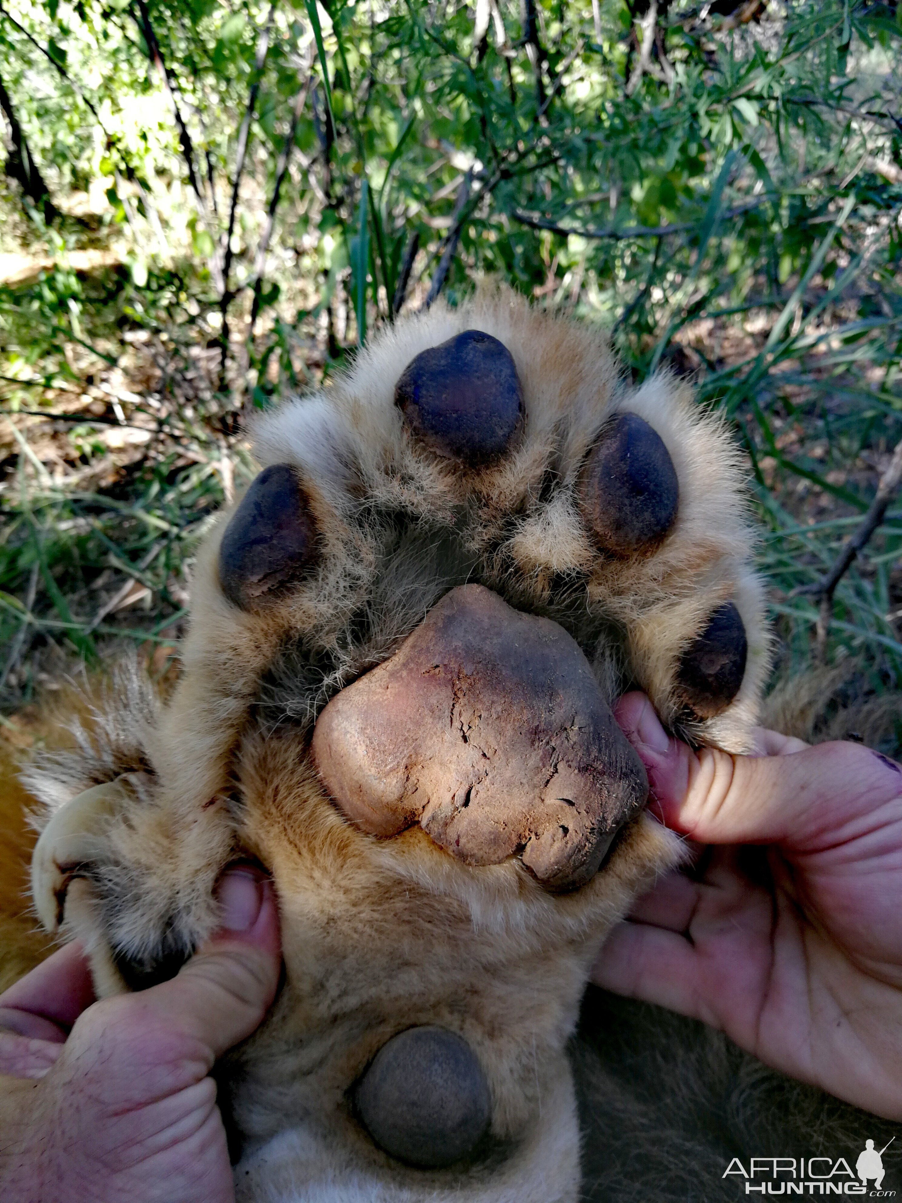 Lion Paw South Africa