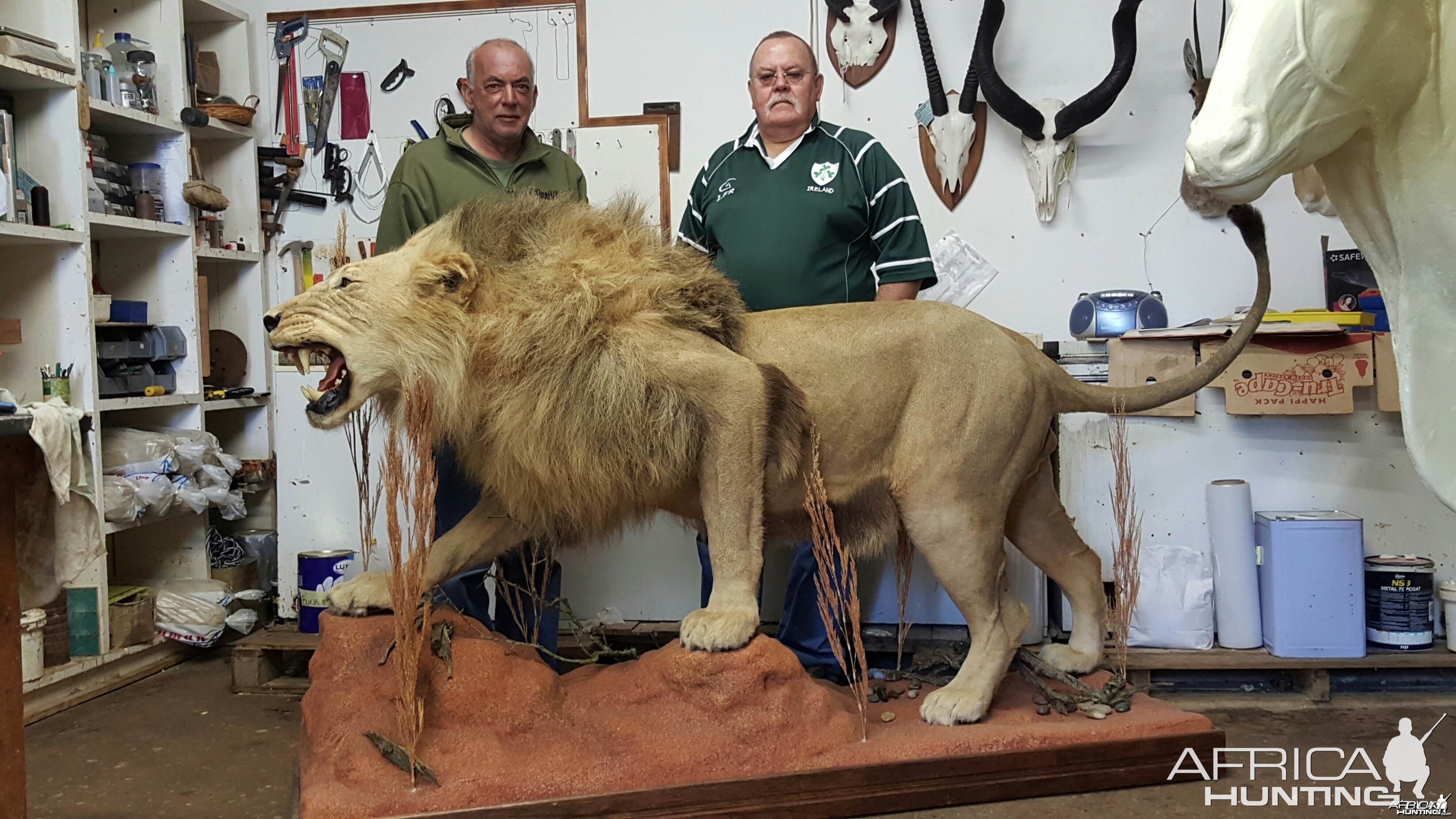 lion pre delivery from taxidermist