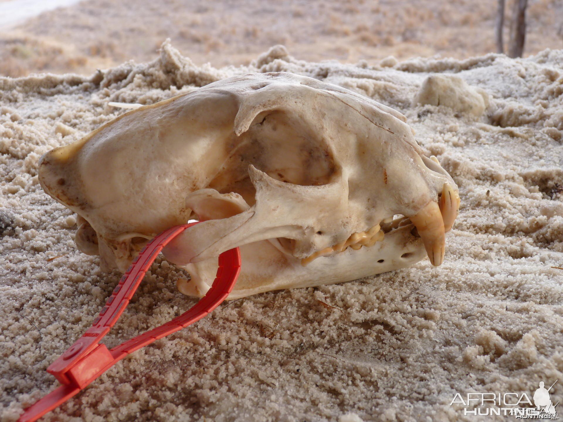 Lion skull Tanzania