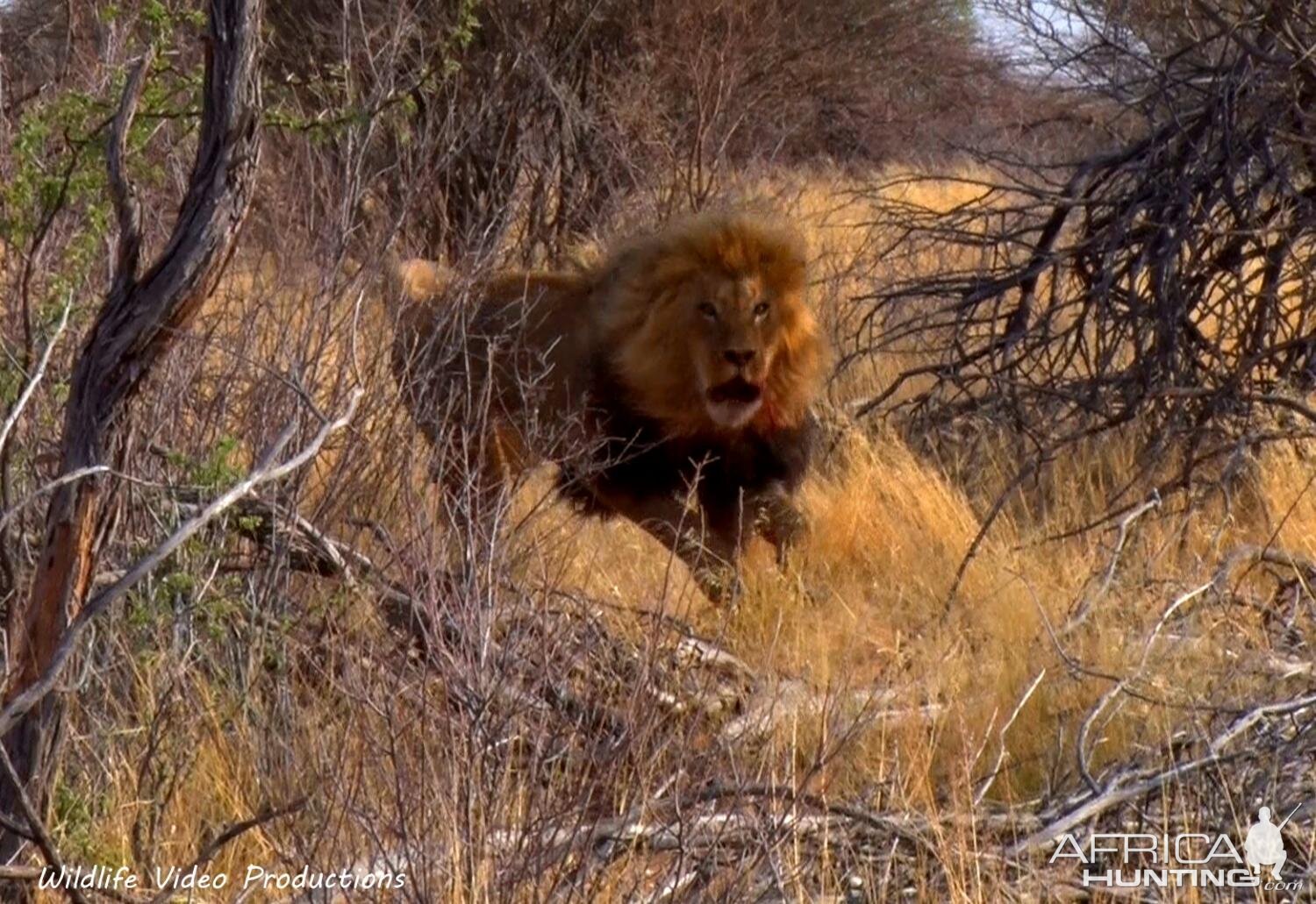 Lion South Africa