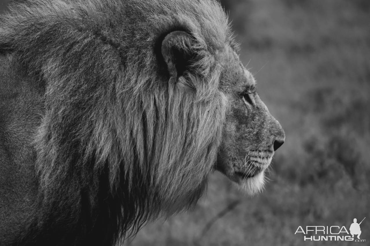 Lion South Africa