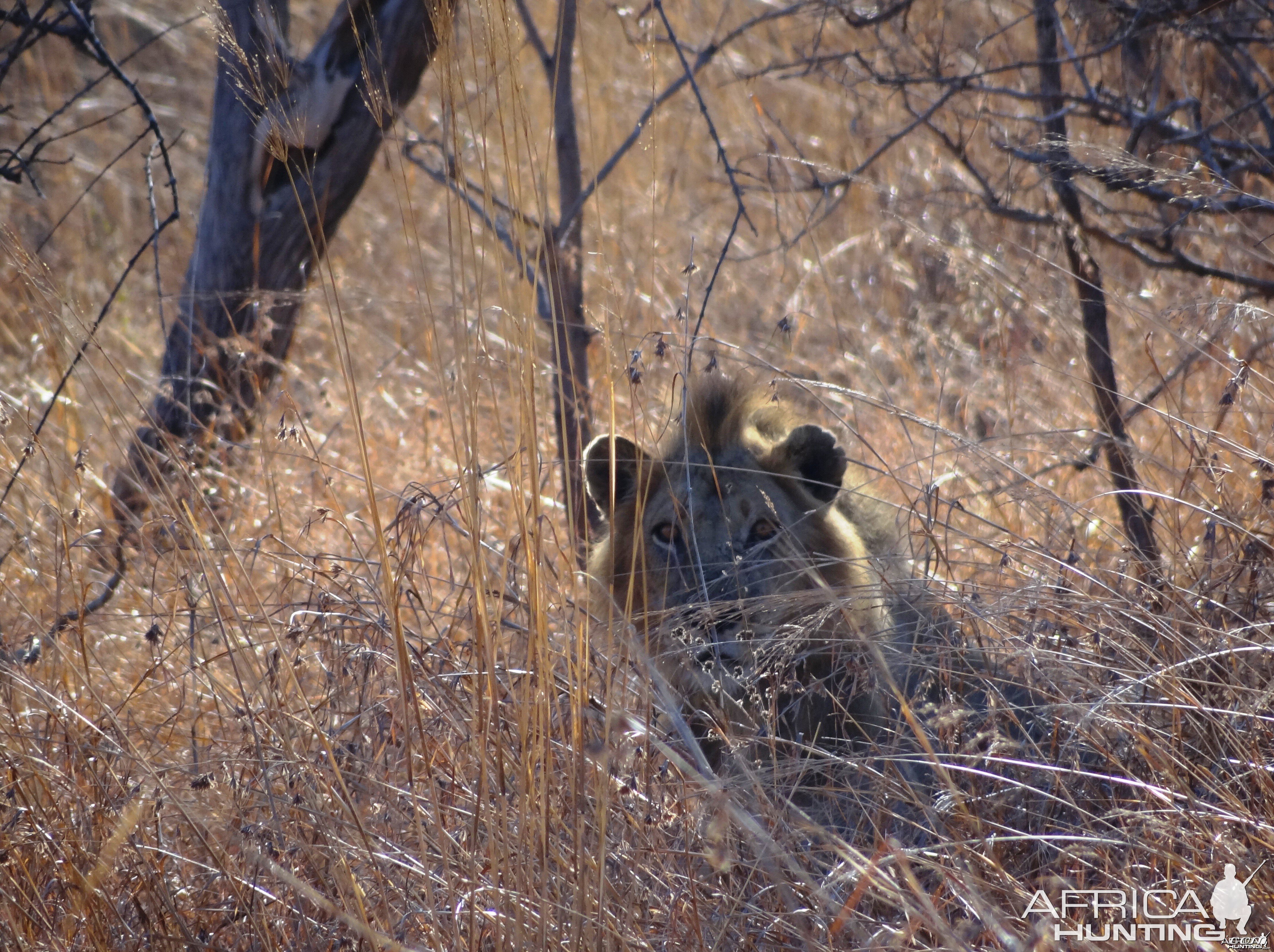 Lion  - Tanzania