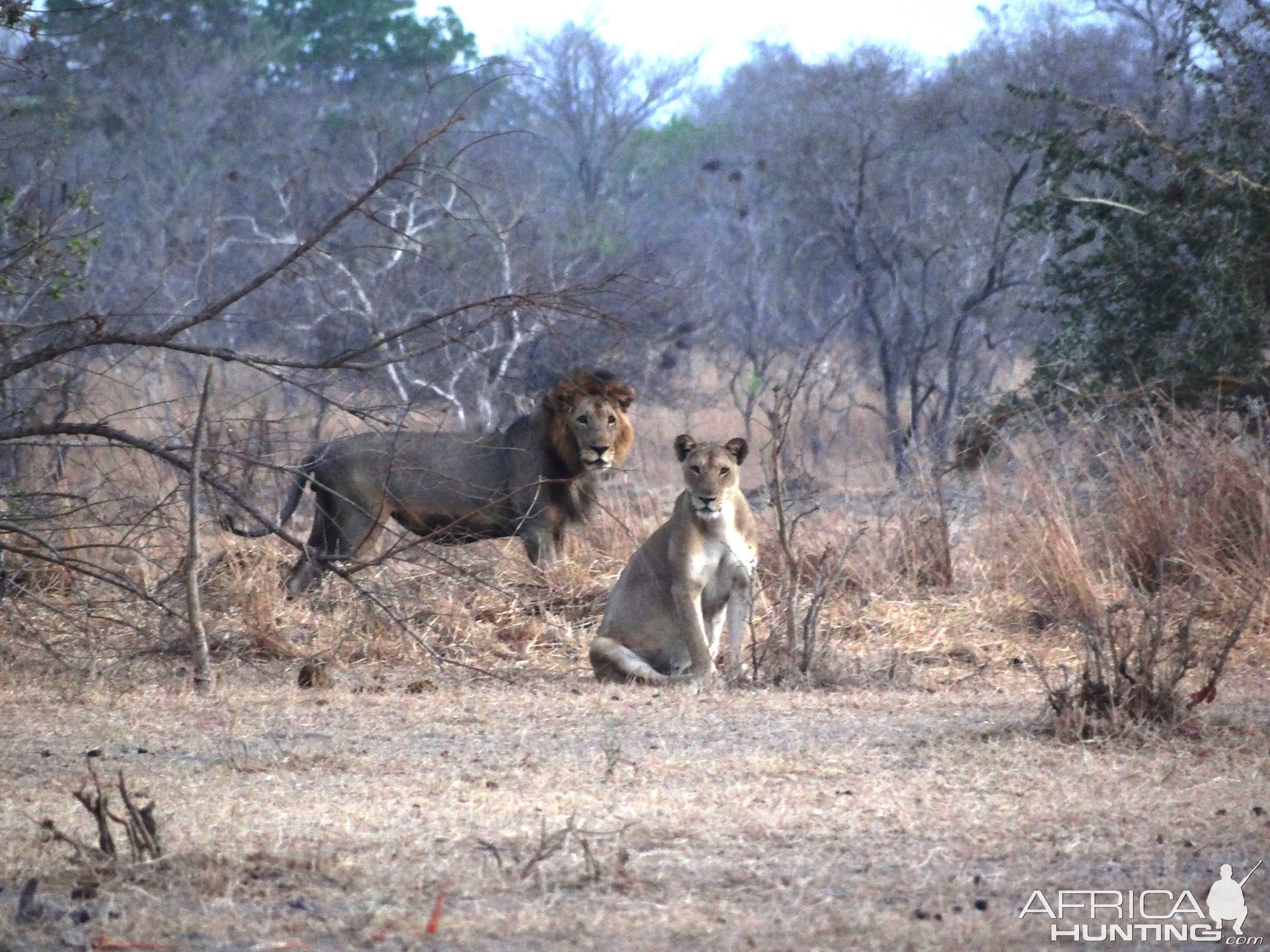 Lion - Tanzania