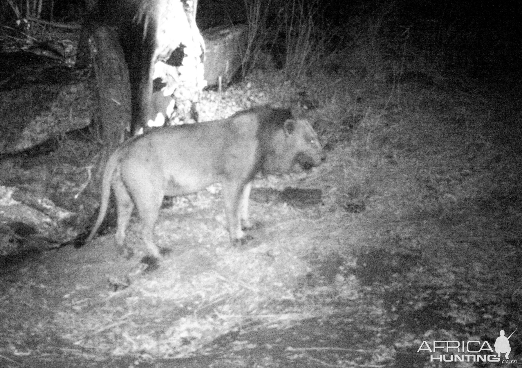 Lion Tanzania