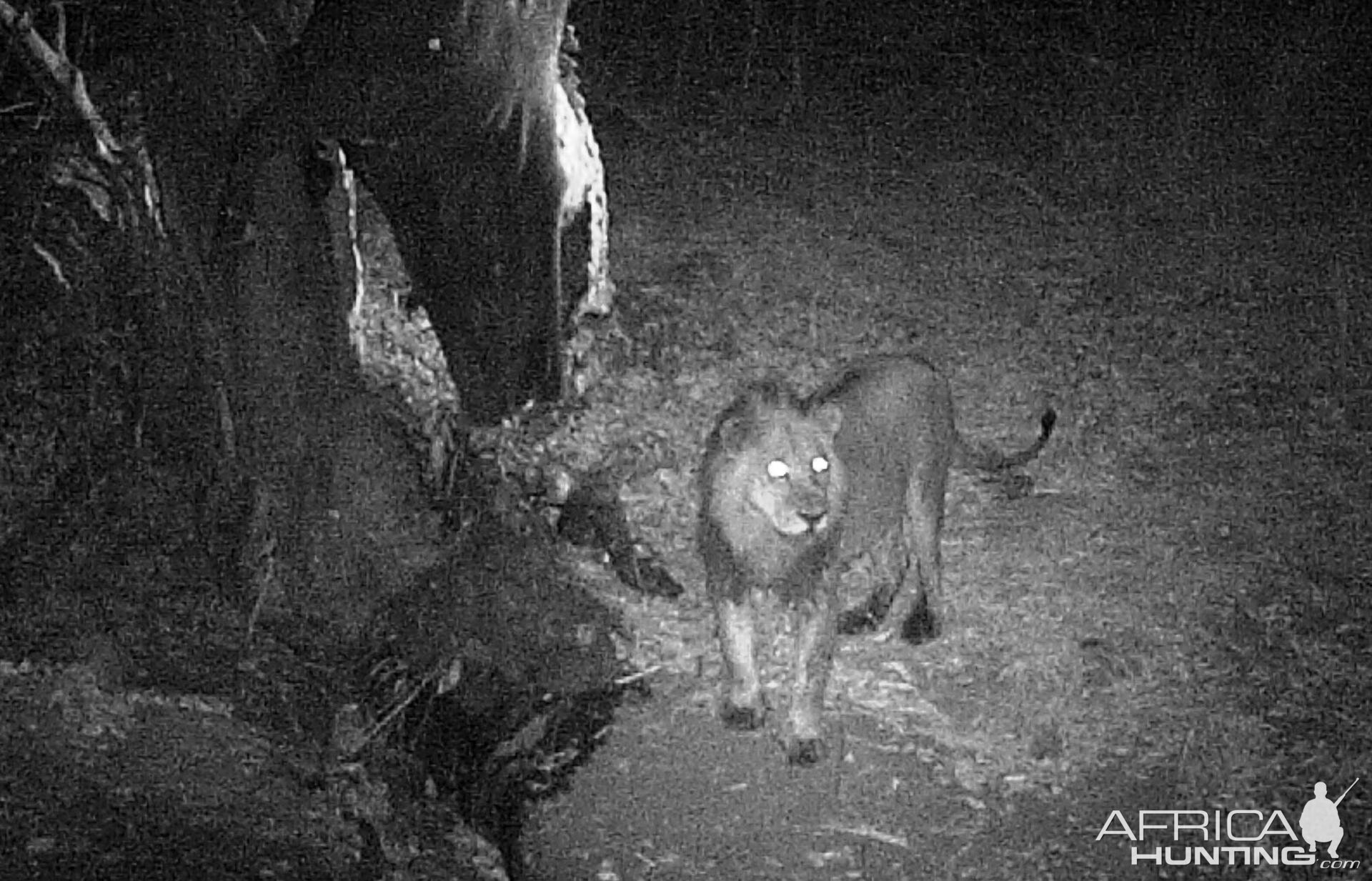 Lion Tanzania