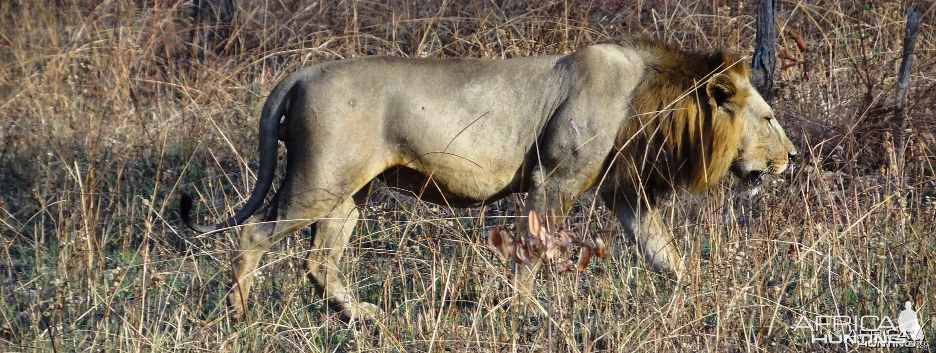 Lion Tanzania