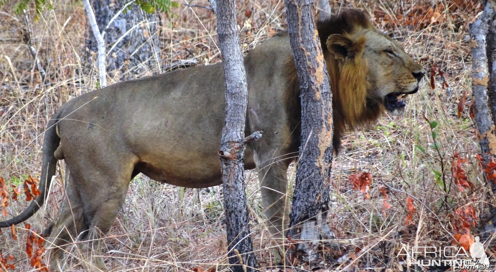 Lion Tanzania