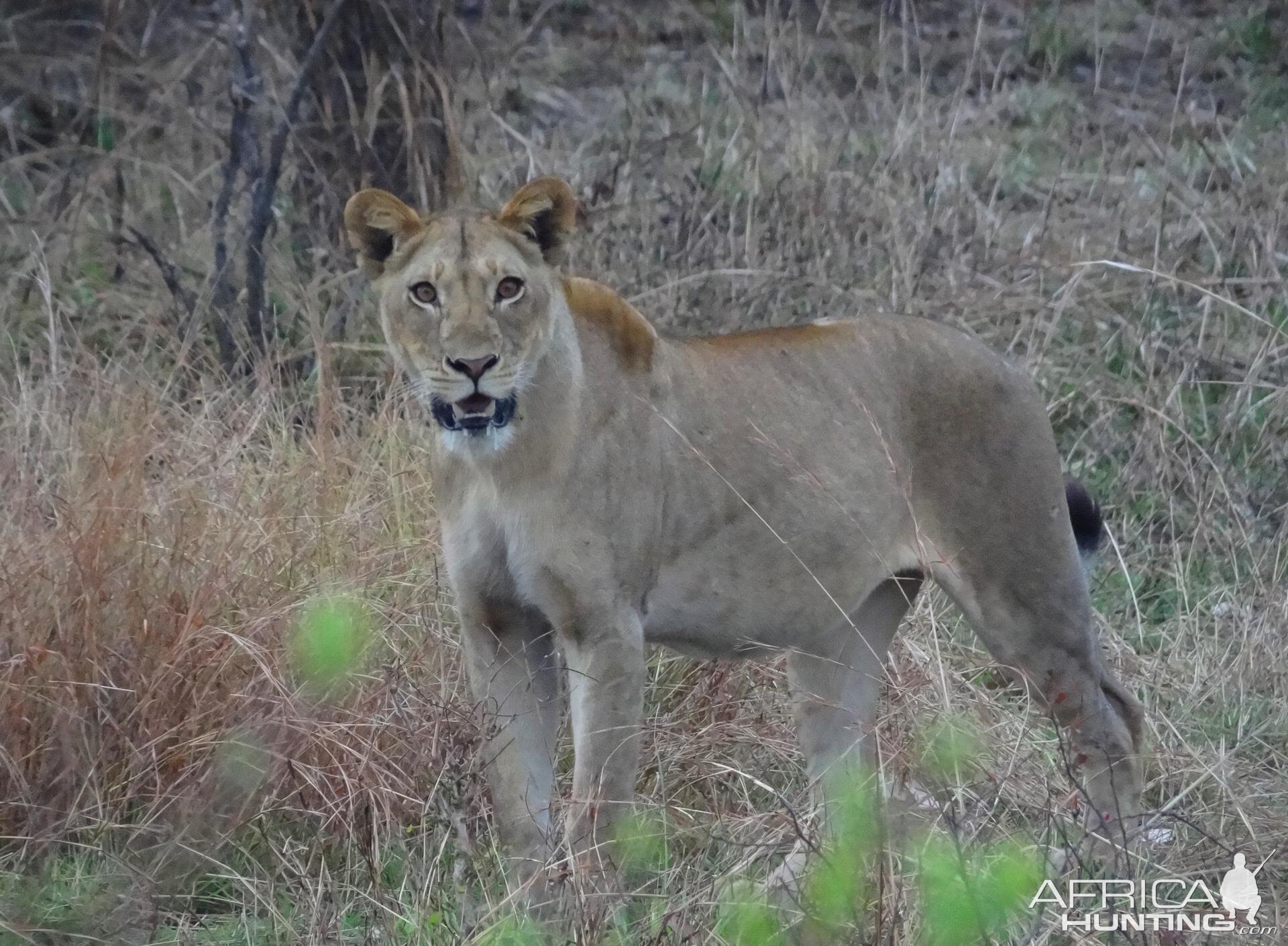 Lion Tanzania