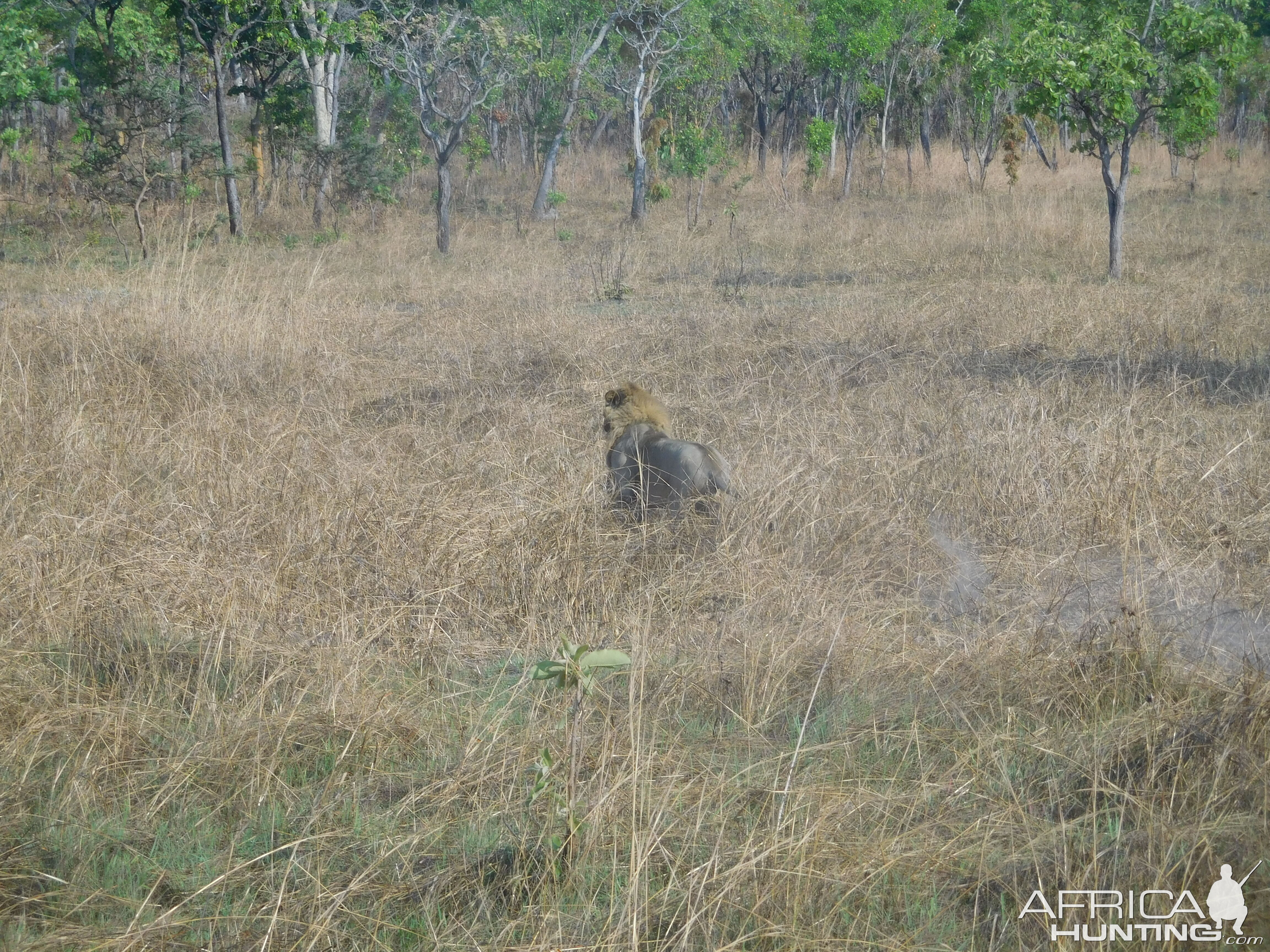 Lion Tanzania