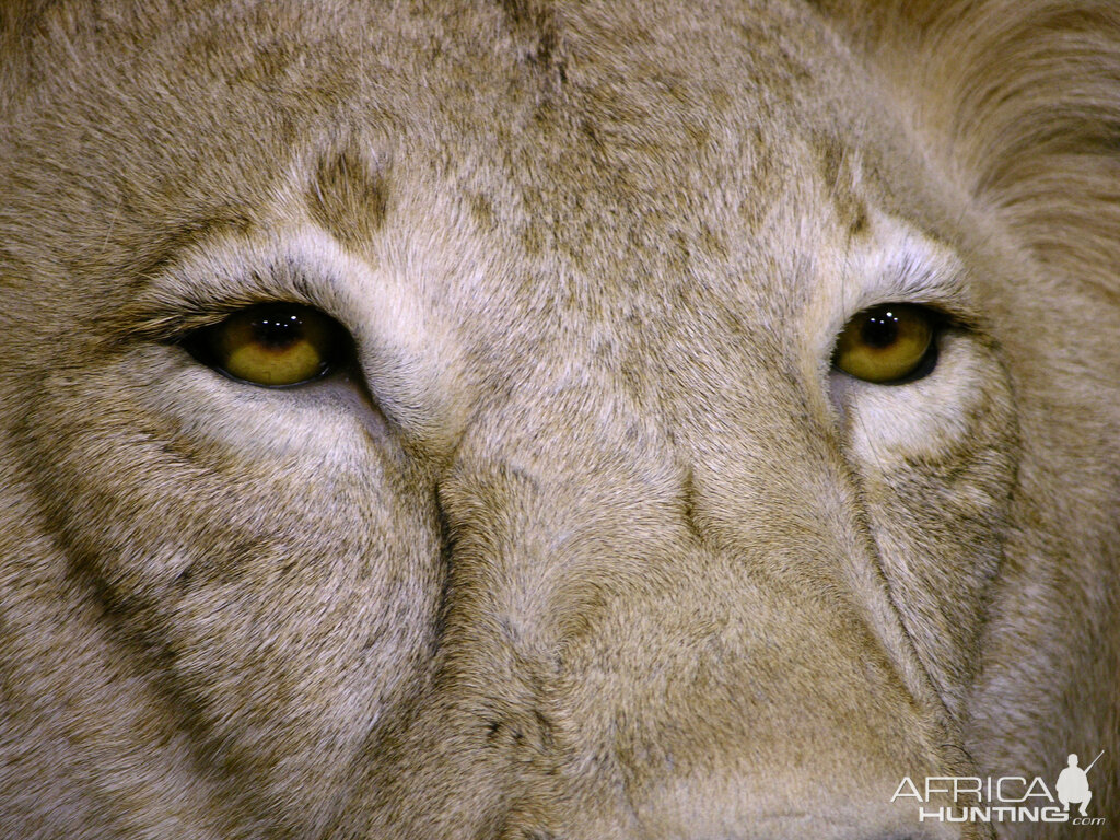 Lion Taxidermy Full Mount