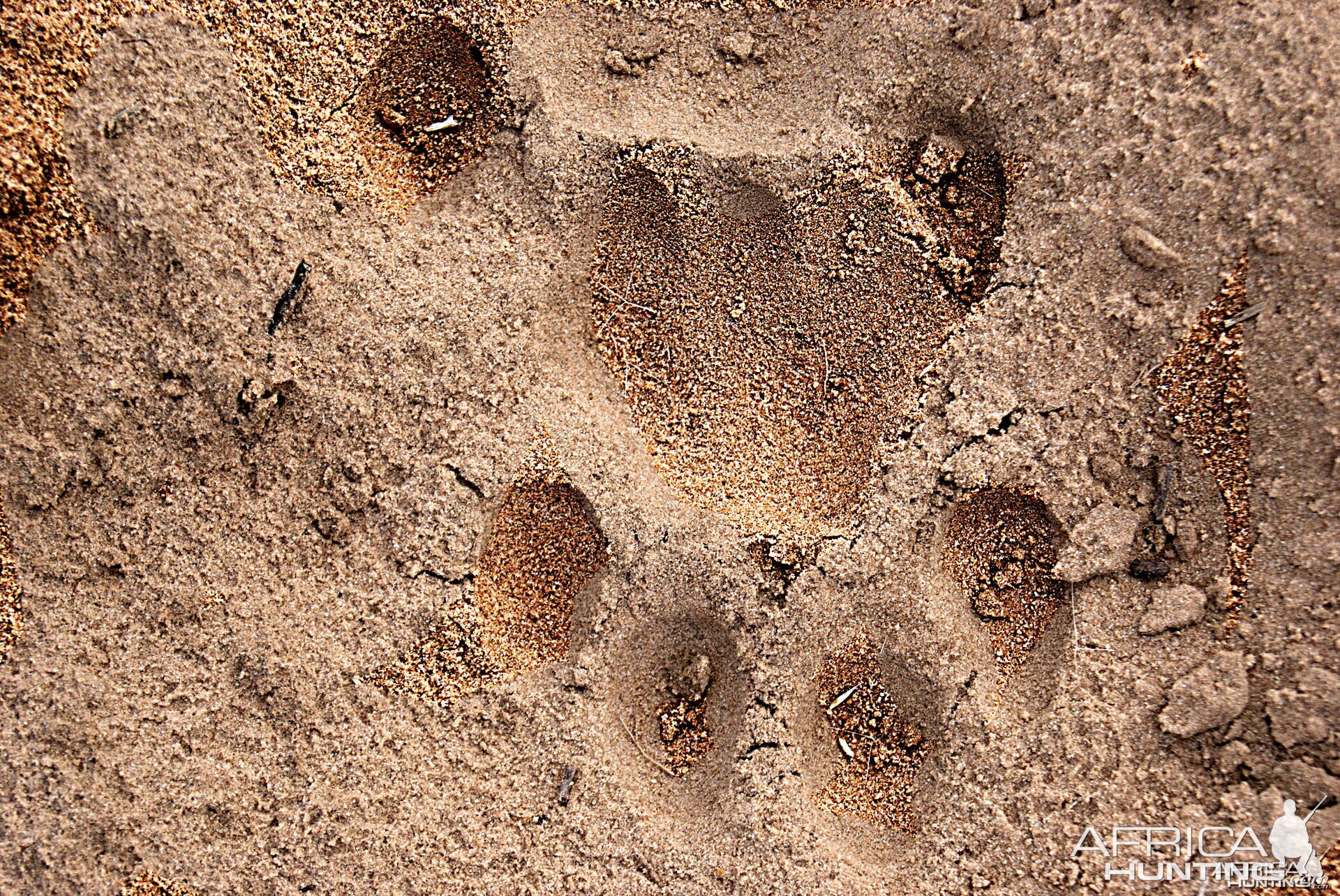 Lion Track South Africa