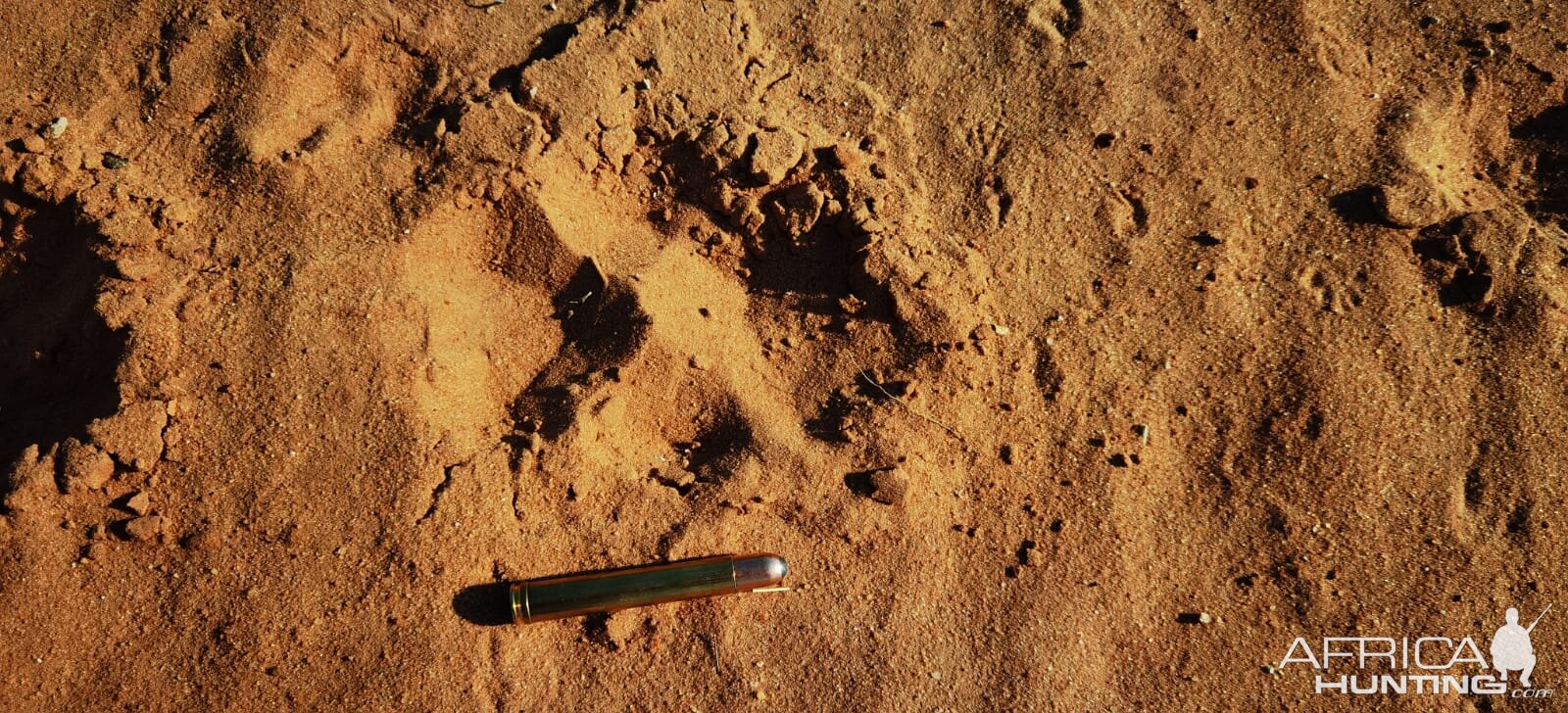 Lion Track