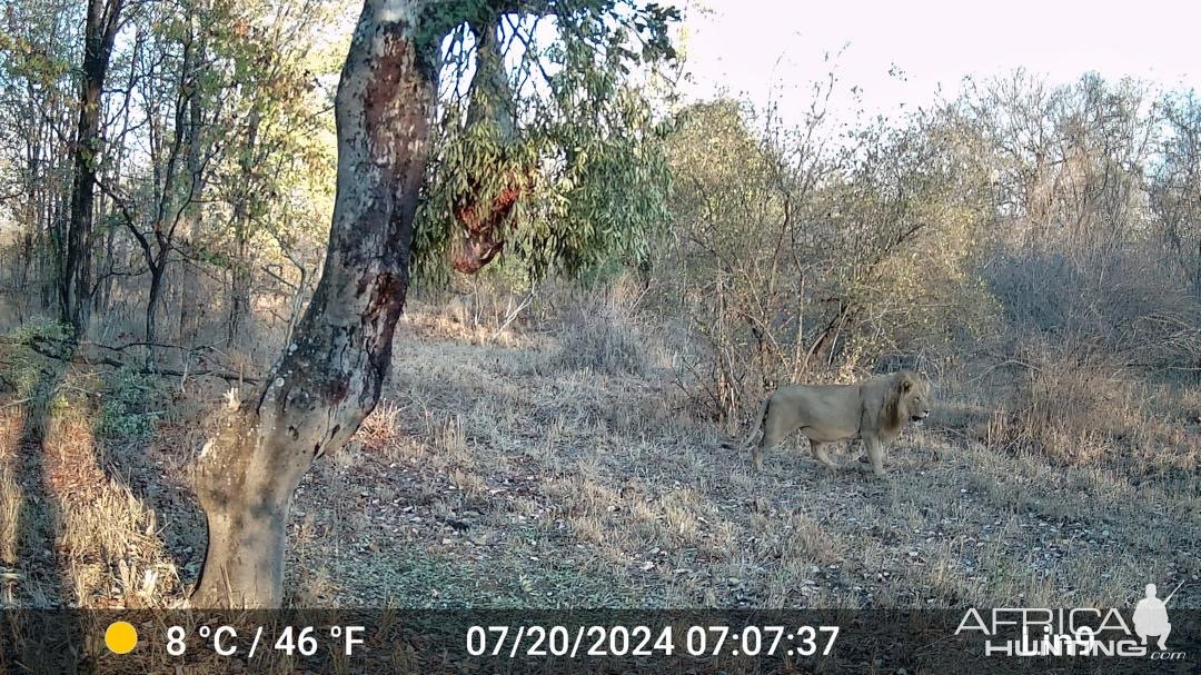 Lion Trail Camera Zimbabwe
