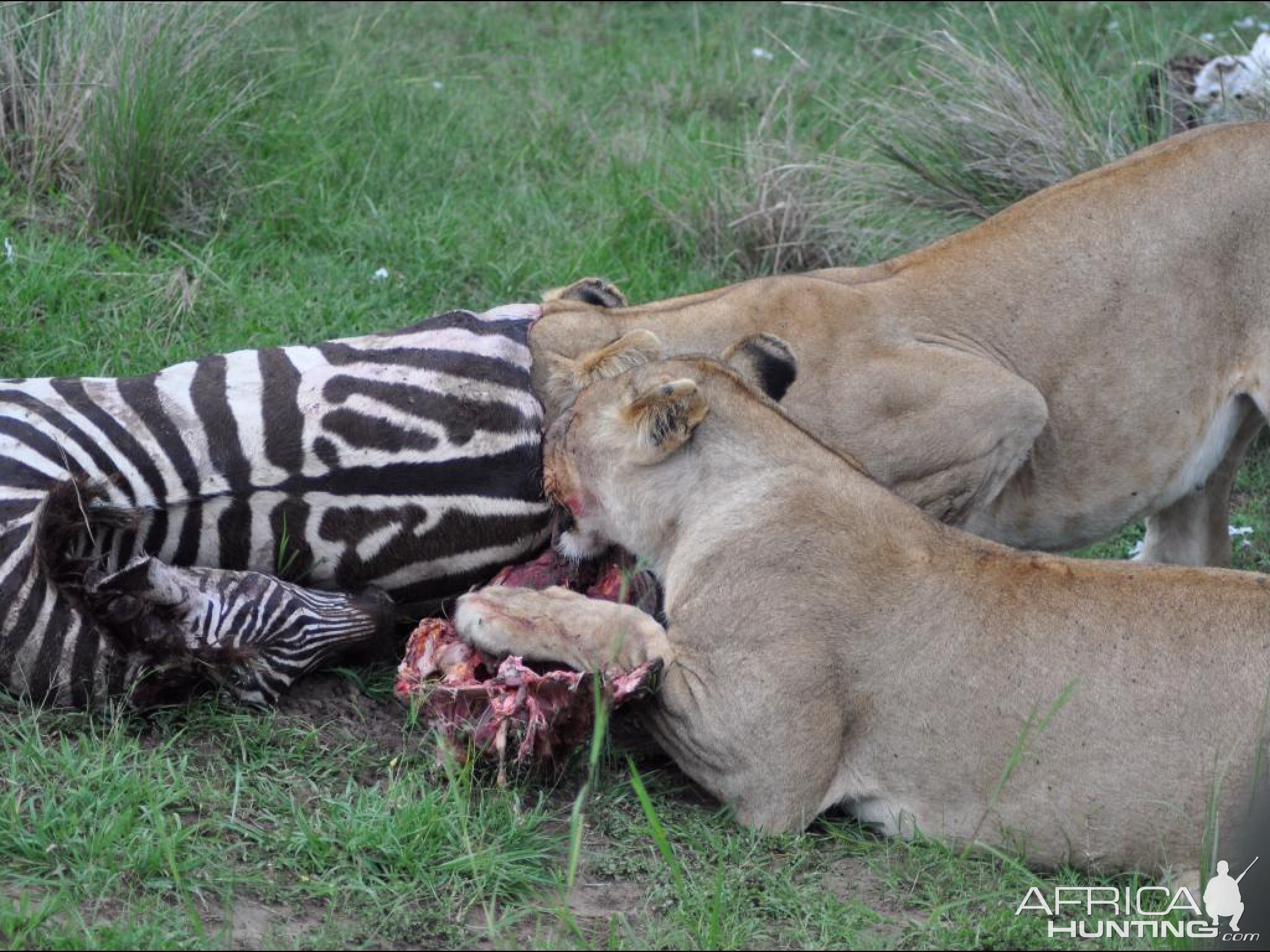 Lion trying on a new zebra sweater ;)