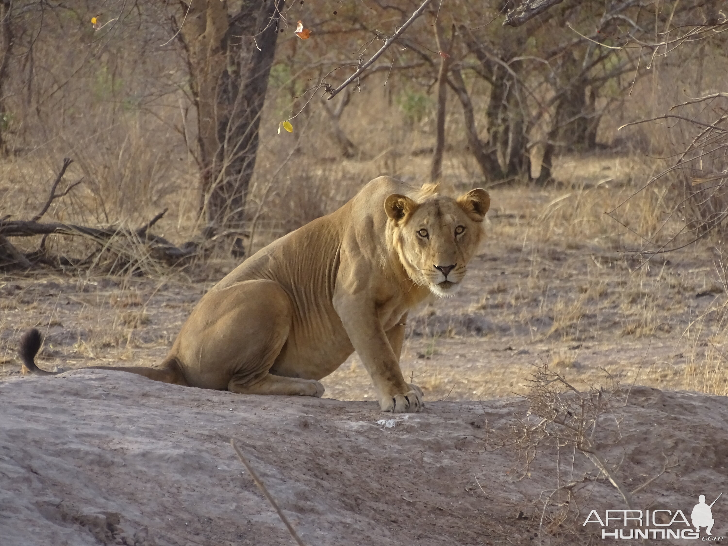 Lion Wildlife Benin