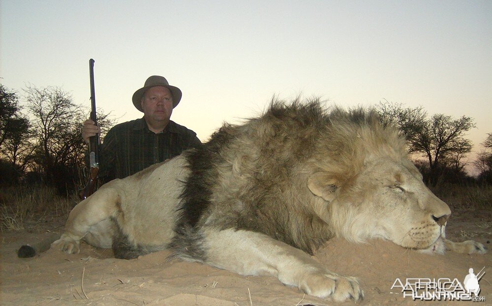 Lion with Savanna Hunting Safari's