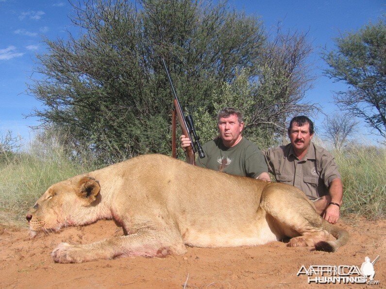 Lion with Savanna Hunting Safari's