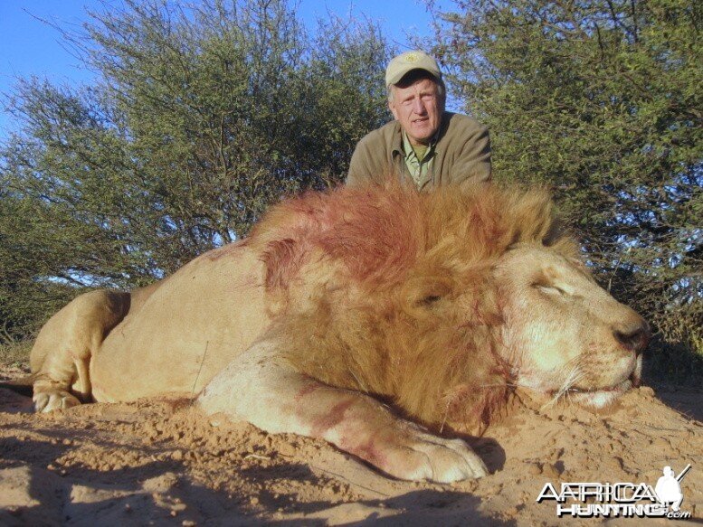 Lion with Savanna Hunting Safari's