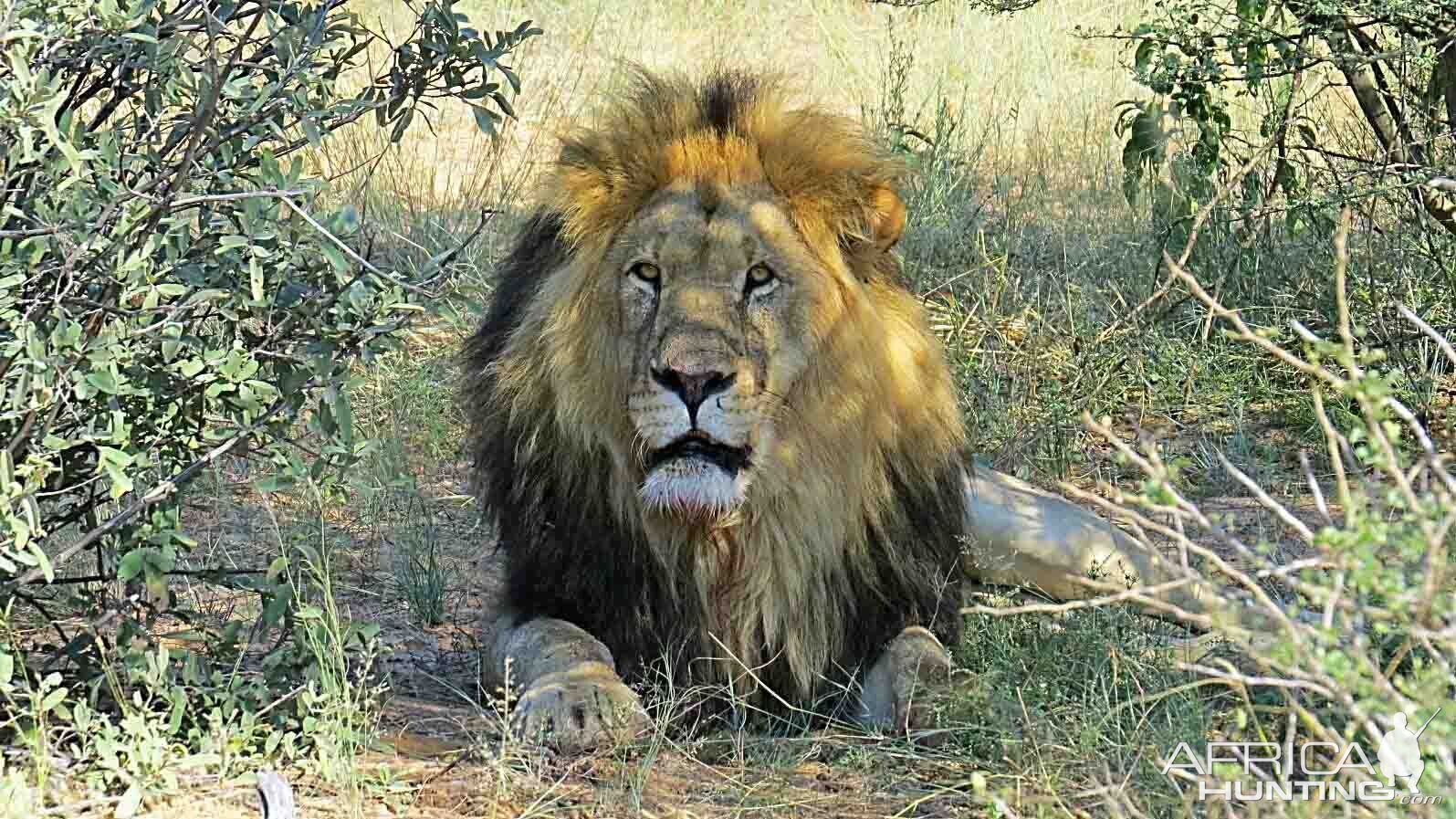 Lion