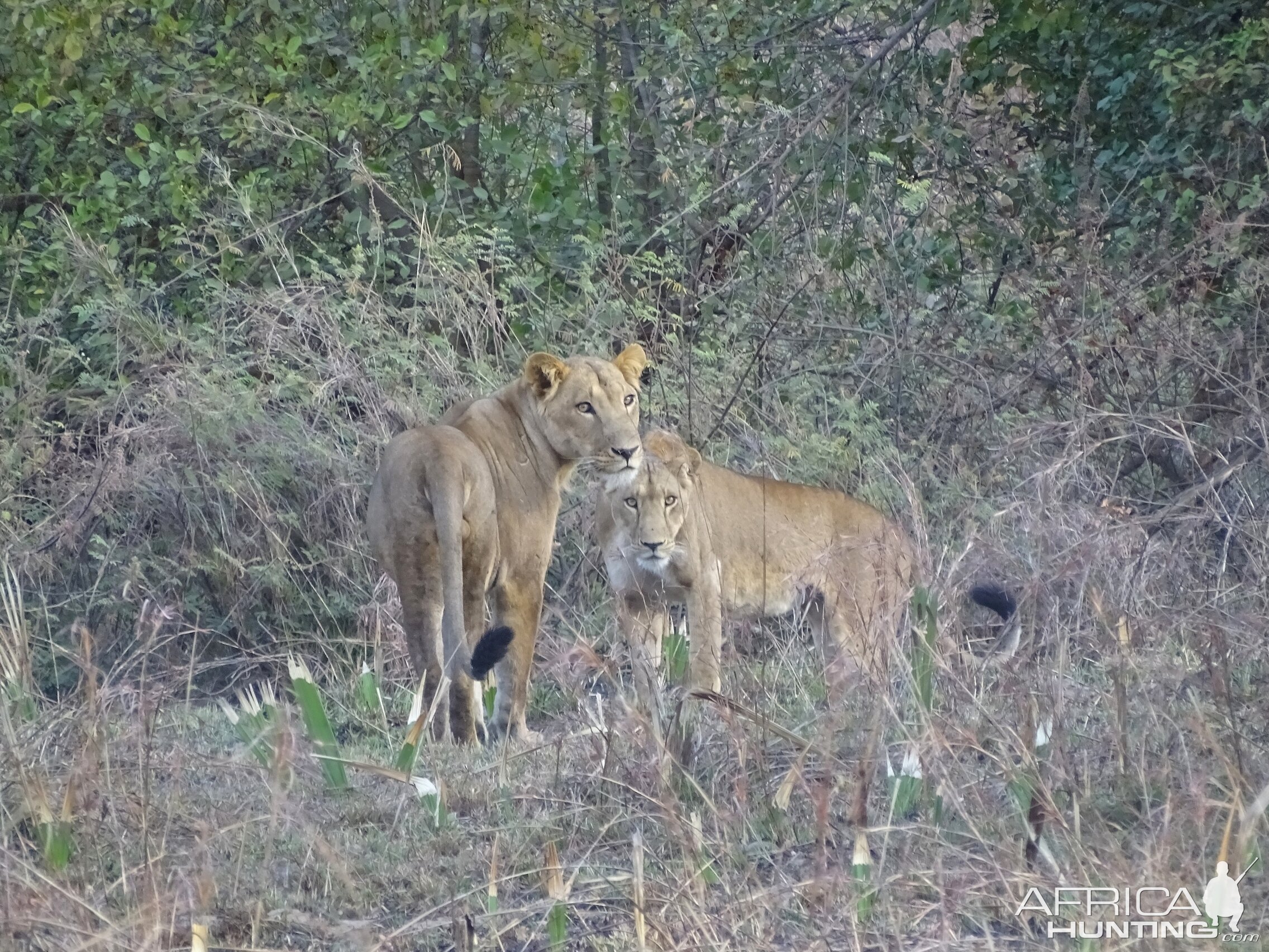 Lioness Benin Wildlife