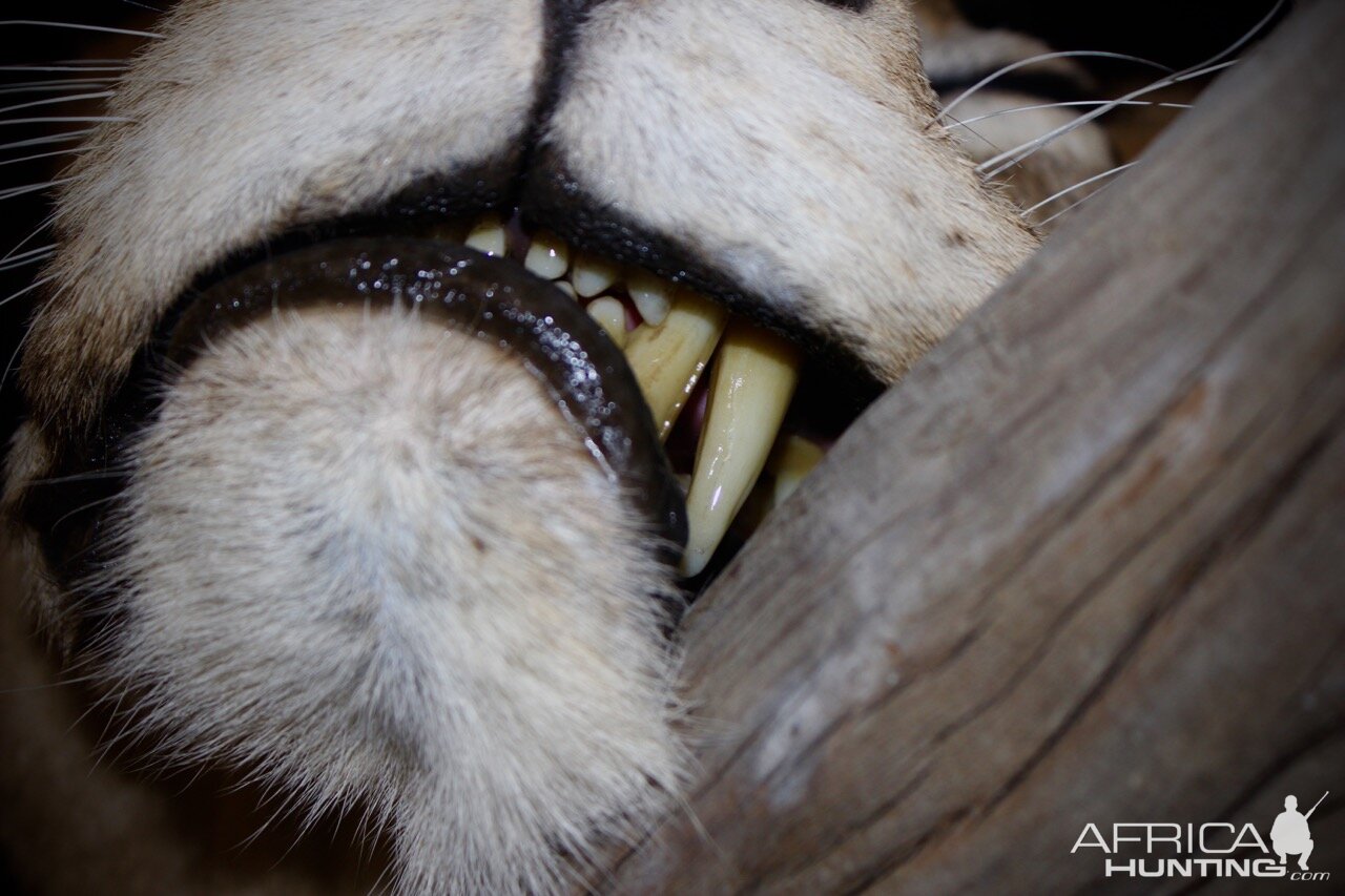 Lioness by The Artistry of Wildlife