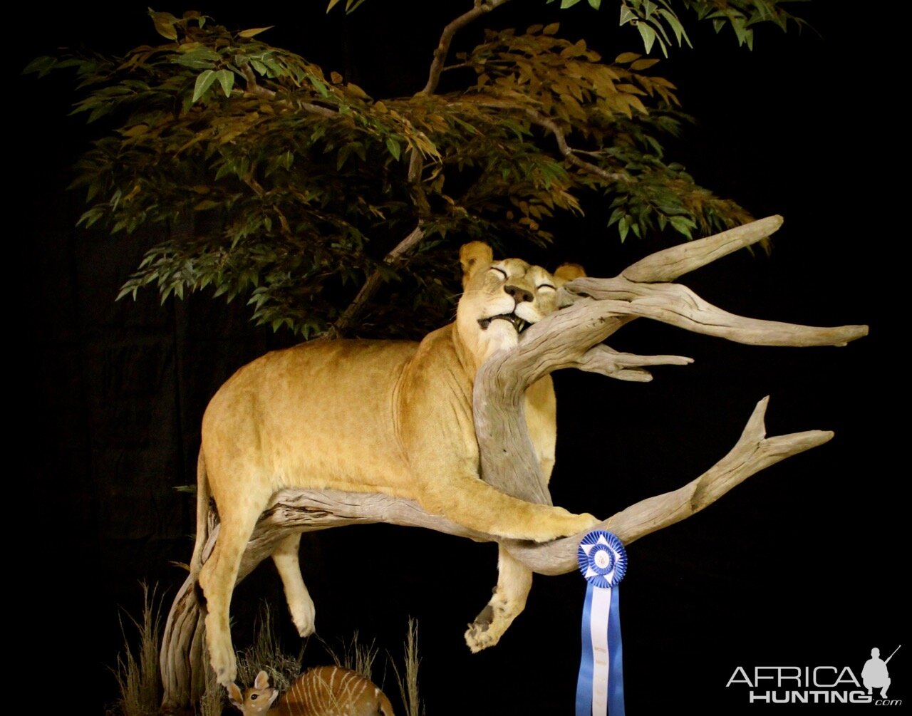 Lioness by The Artistry of Wildlife