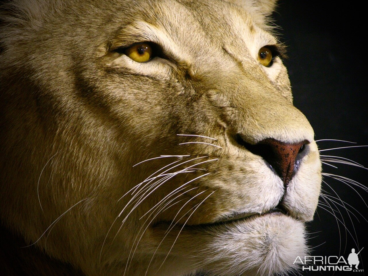 Lioness by The Artistry of Wildlife