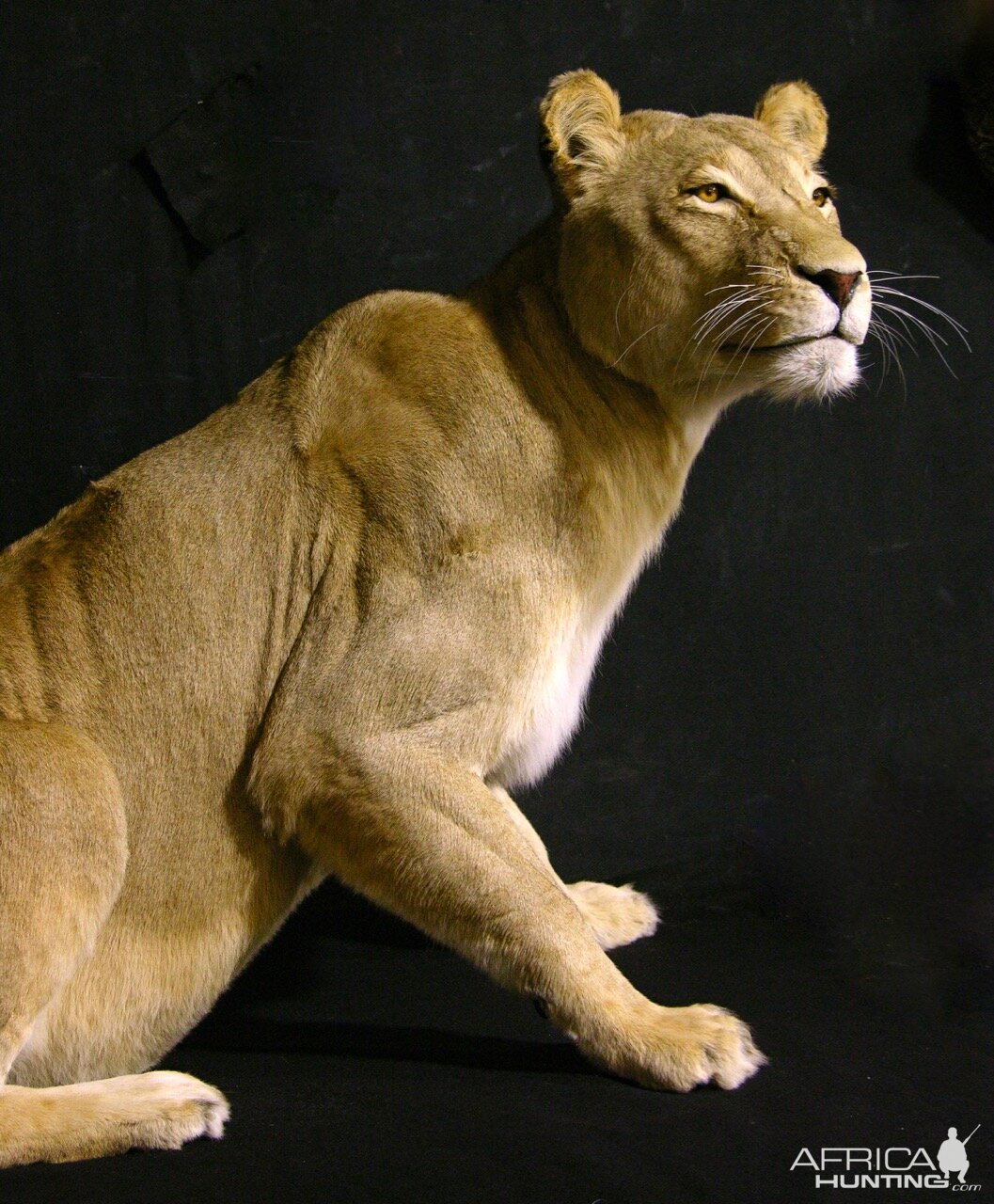 Lioness by The Artistry of Wildlife