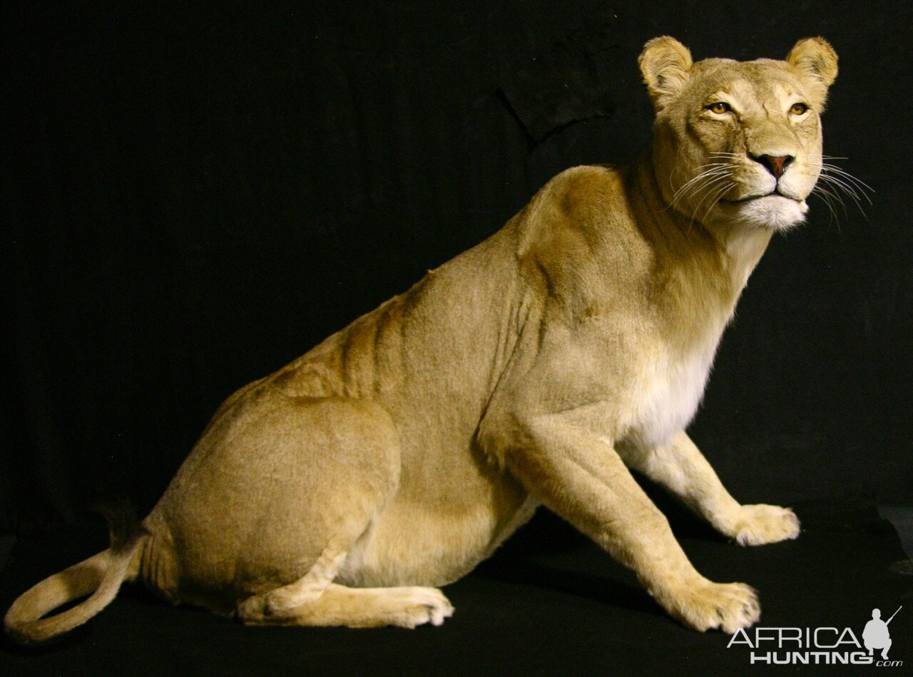 Lioness by The Artistry of Wildlife