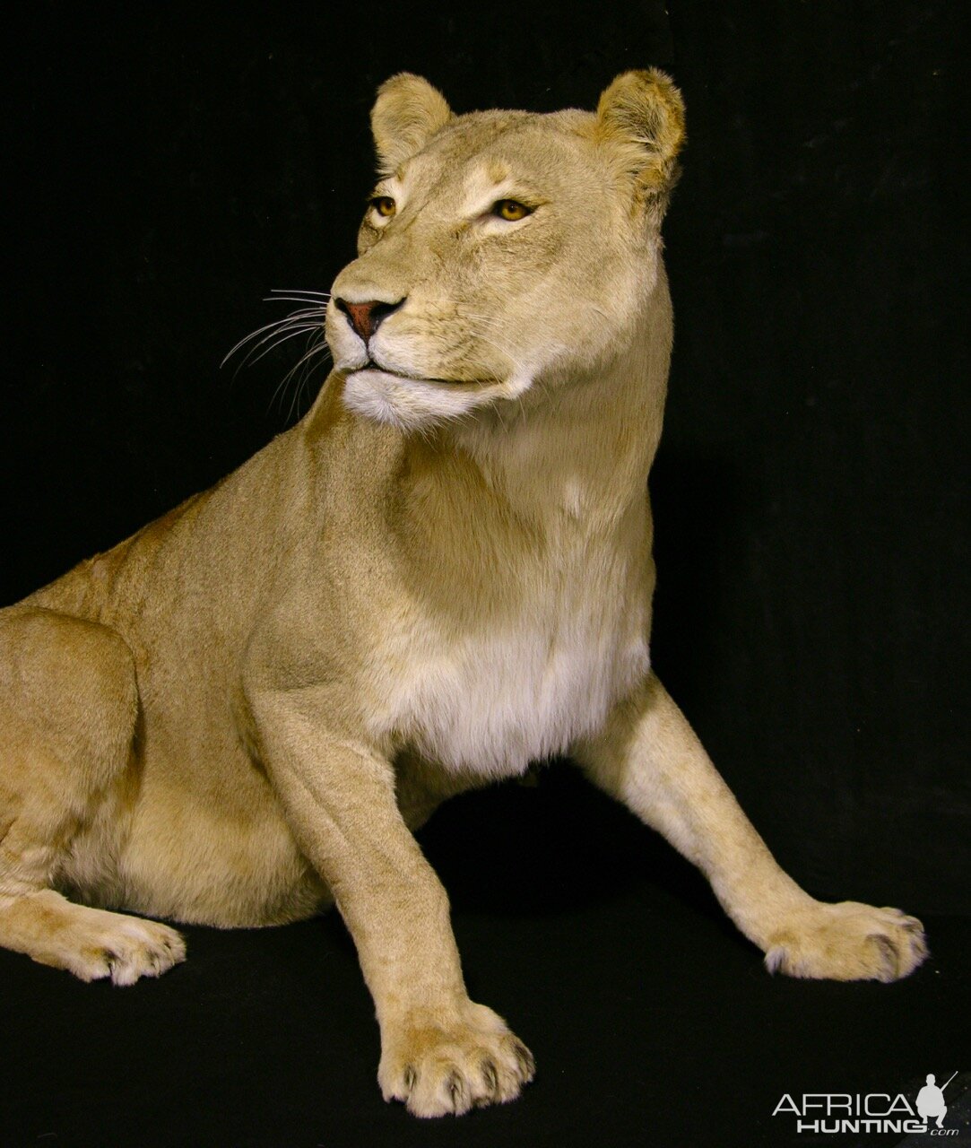 Lioness by The Artistry of Wildlife