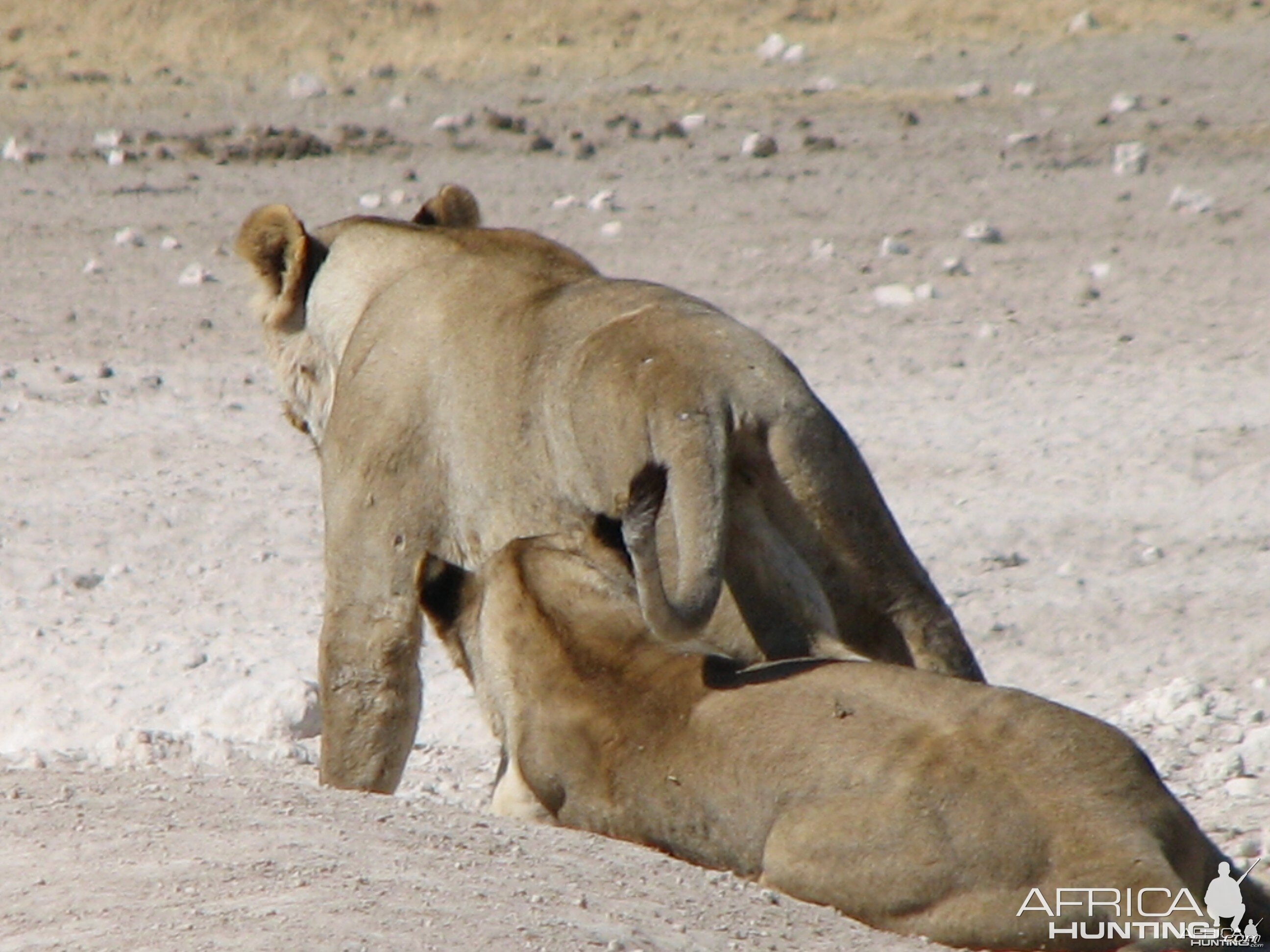 Lioness Etosha Namibia