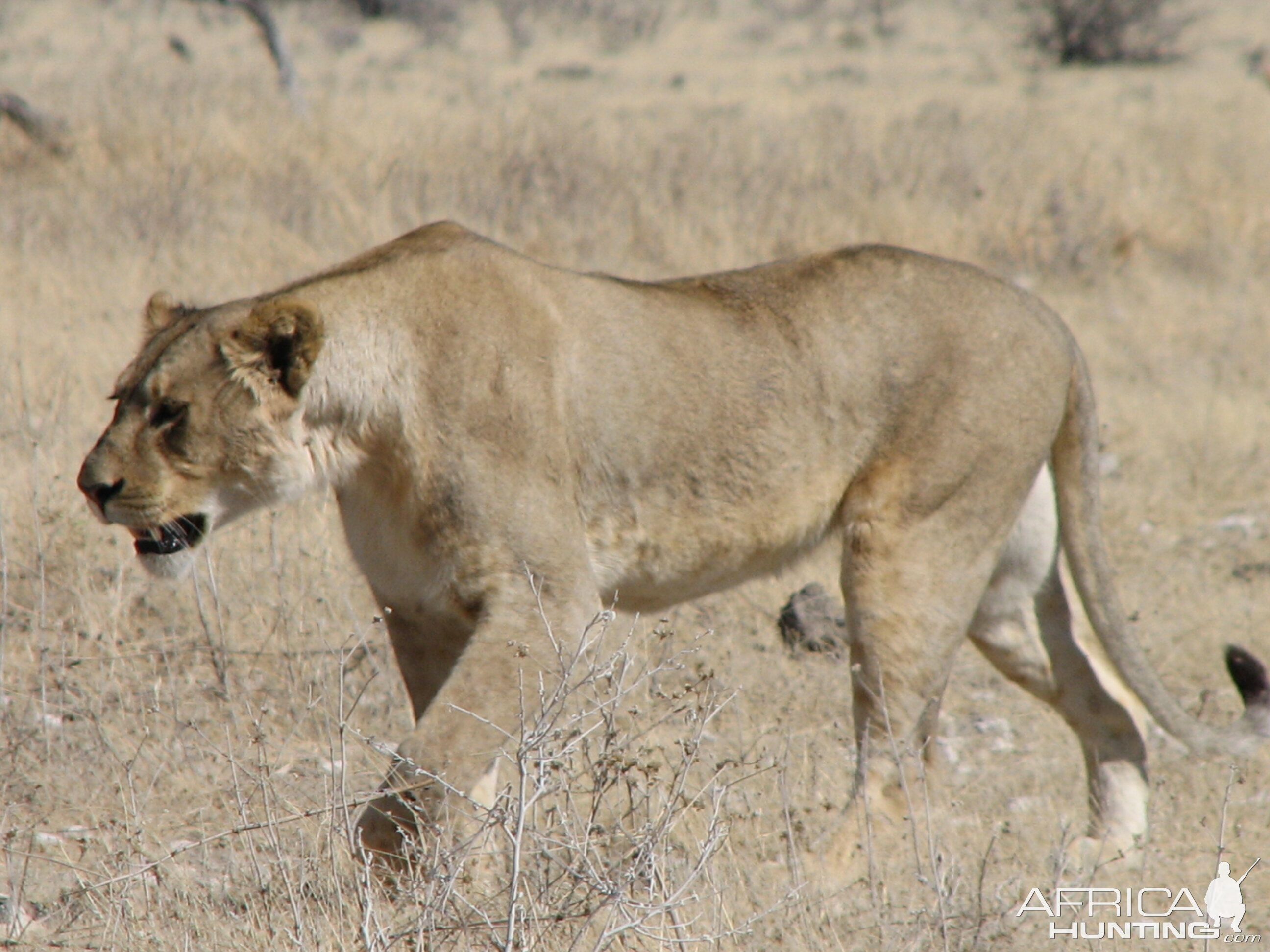 Lioness Etosha Namibia