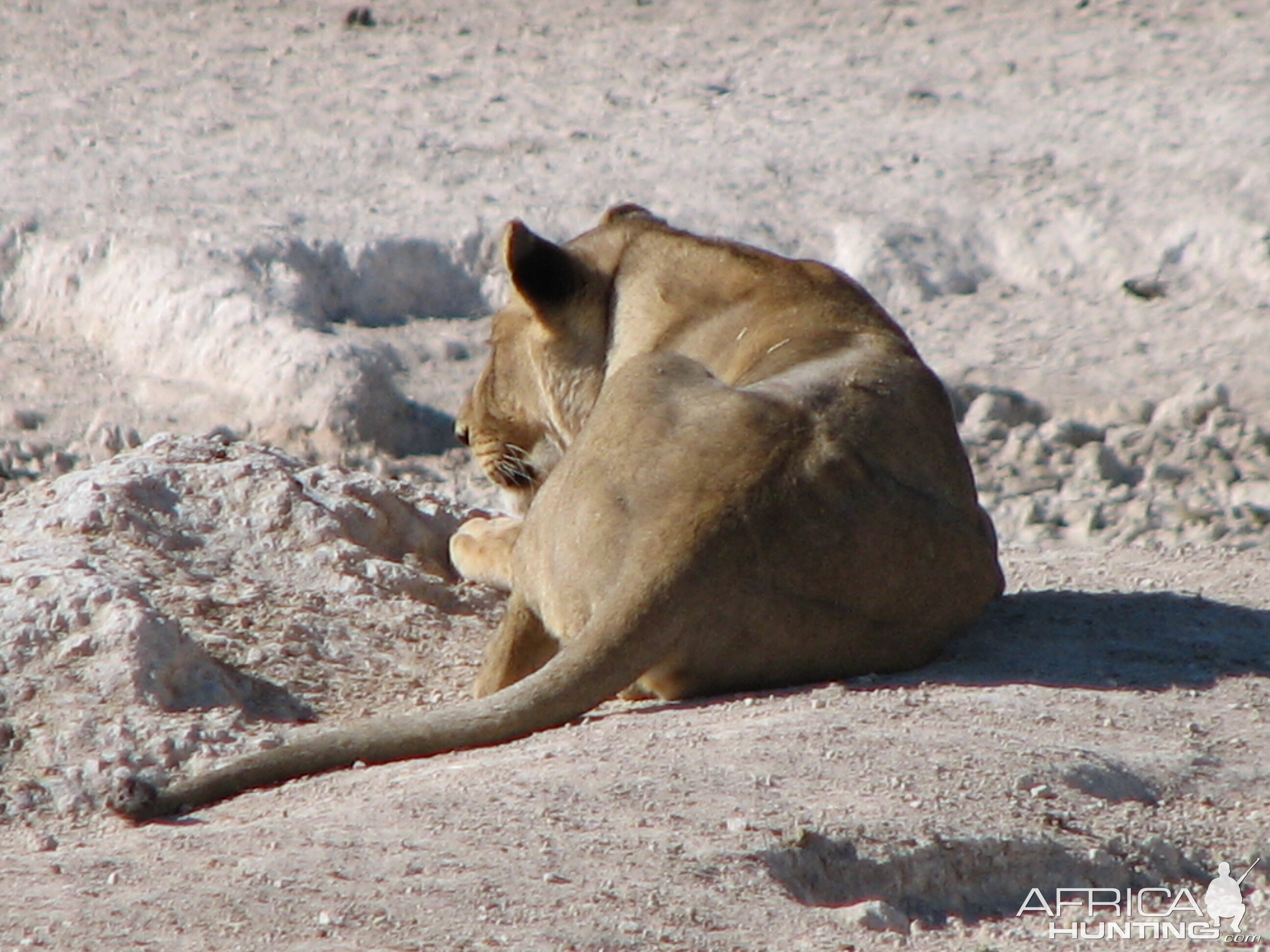 Lioness Etosha Namibia